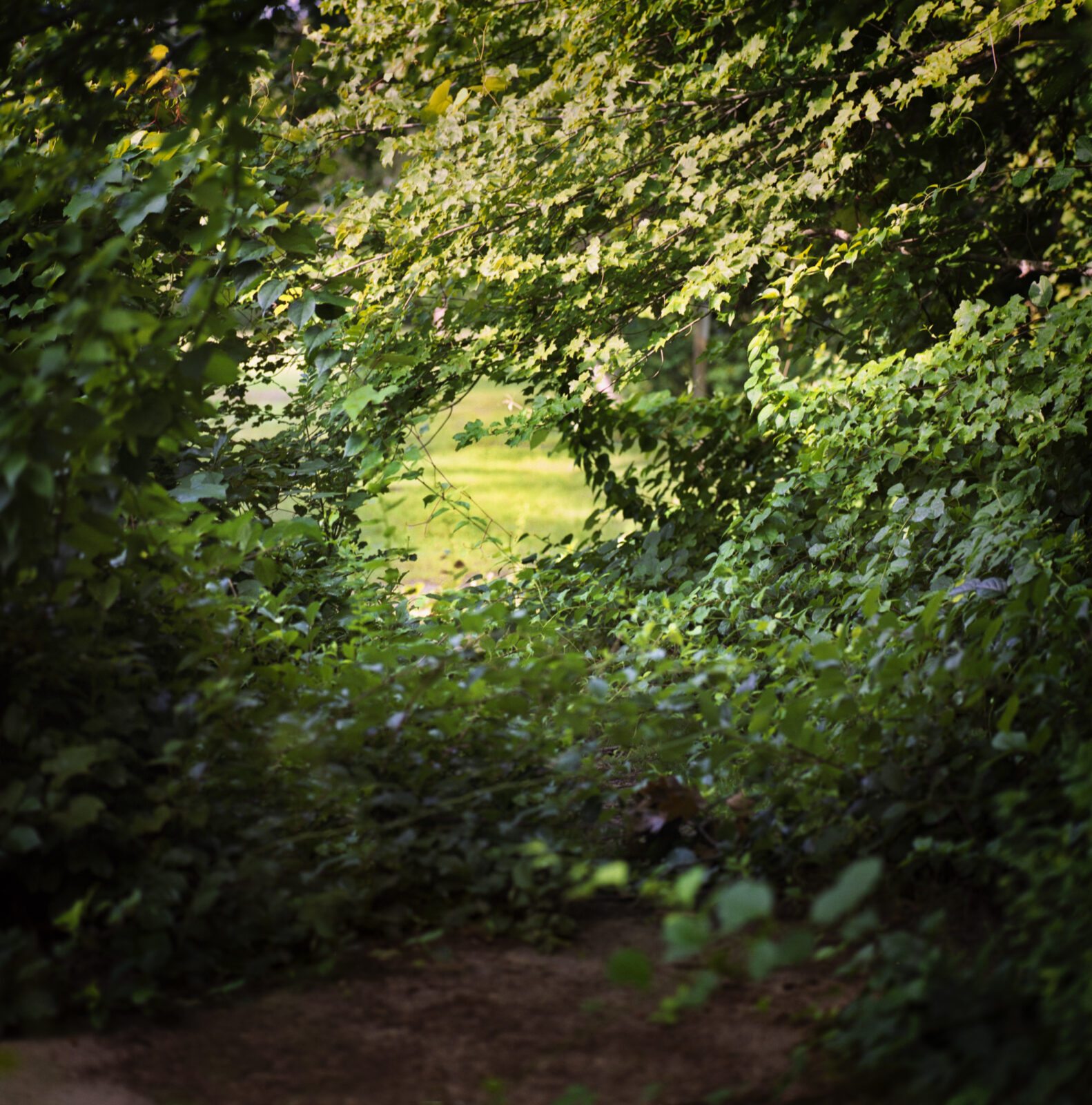 Through the Greenery