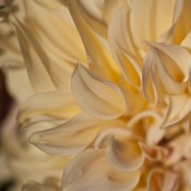 botanicals-golden-dahlia