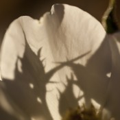 botanicals-rosebud-shadows