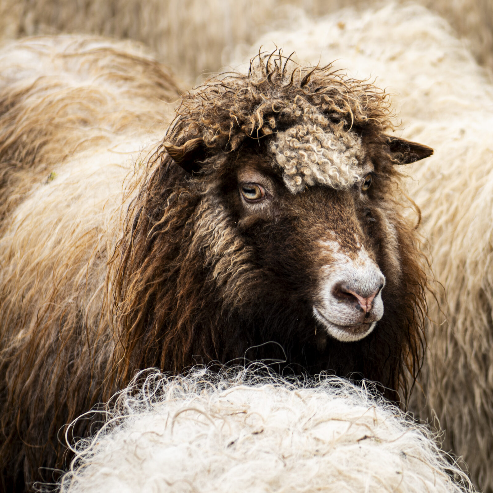 Faroe Island Sheep