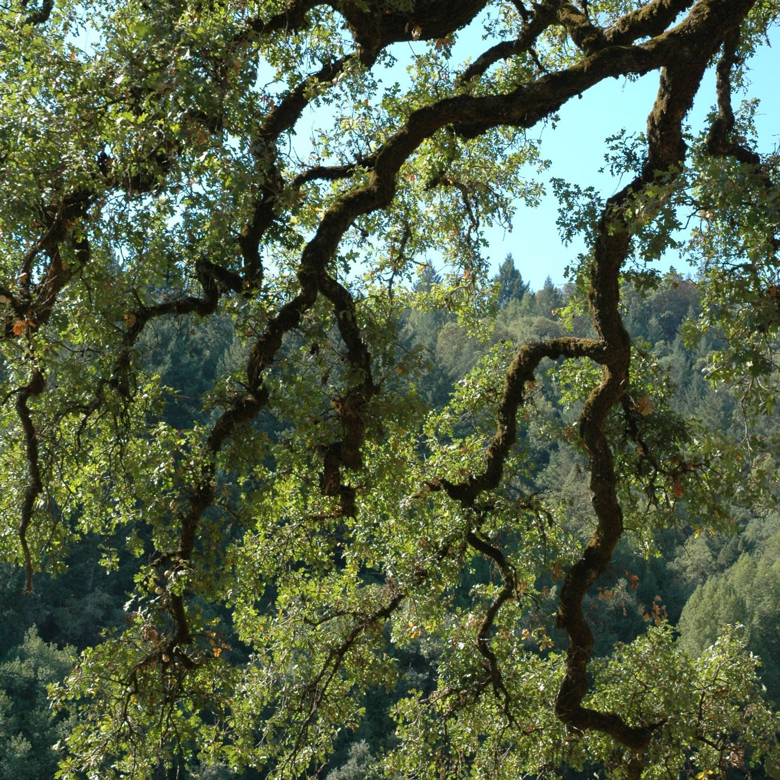Sonoma Tree