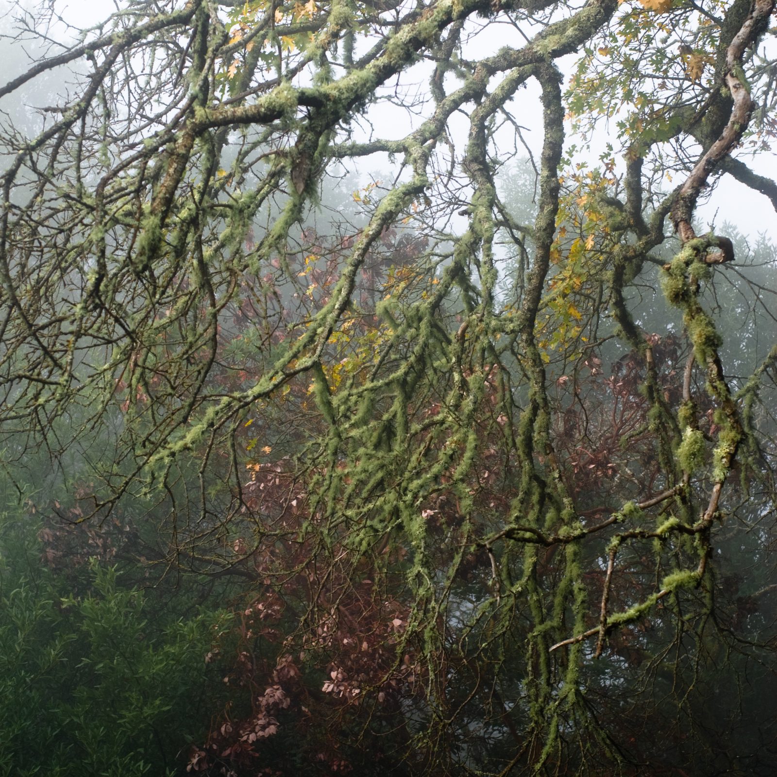Napa Pink and Green Branches