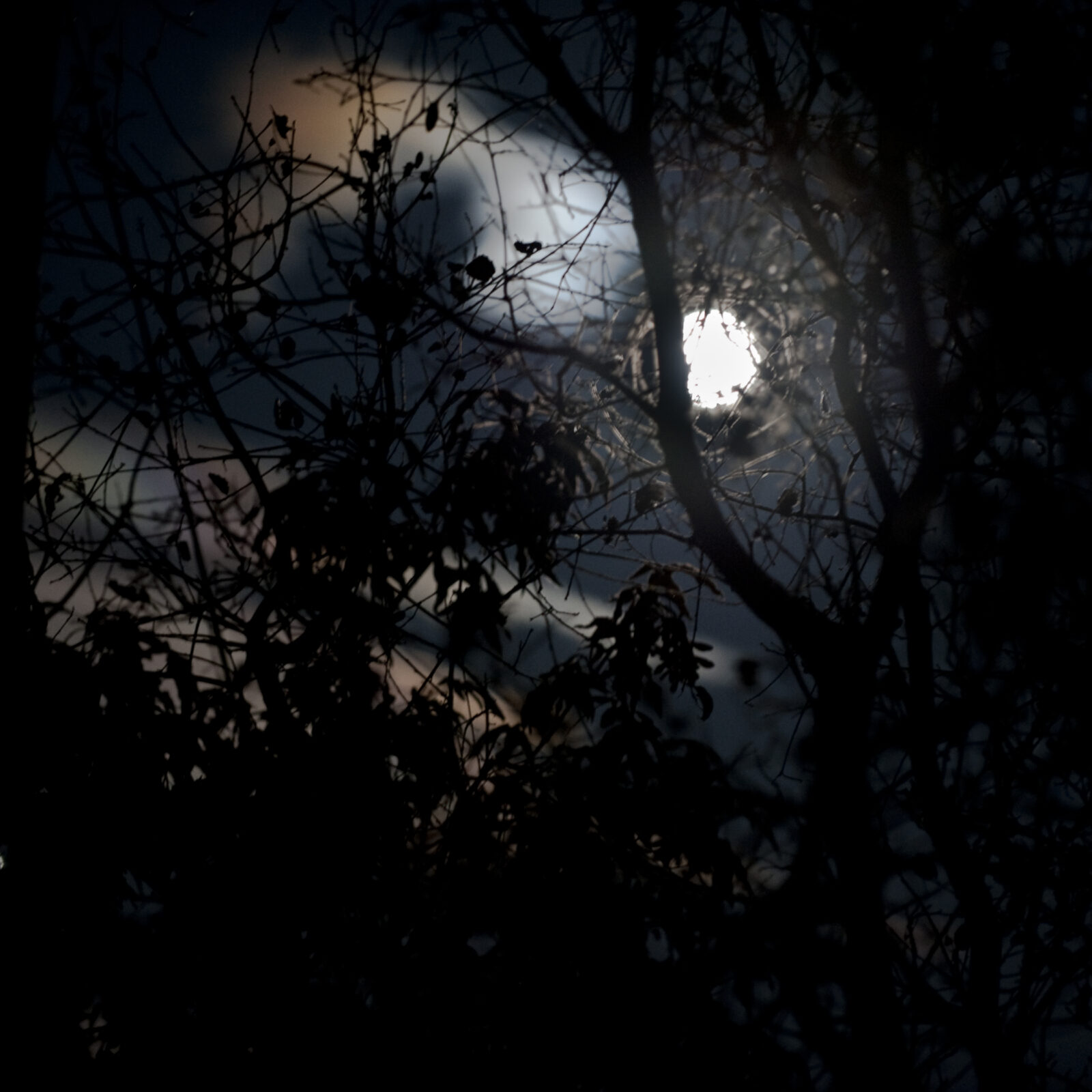 Branches and Moon