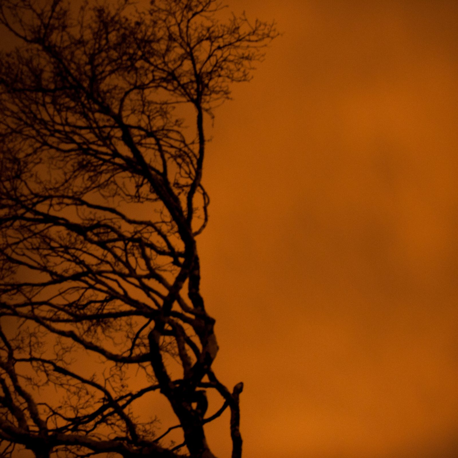Silhouette with Orange Light