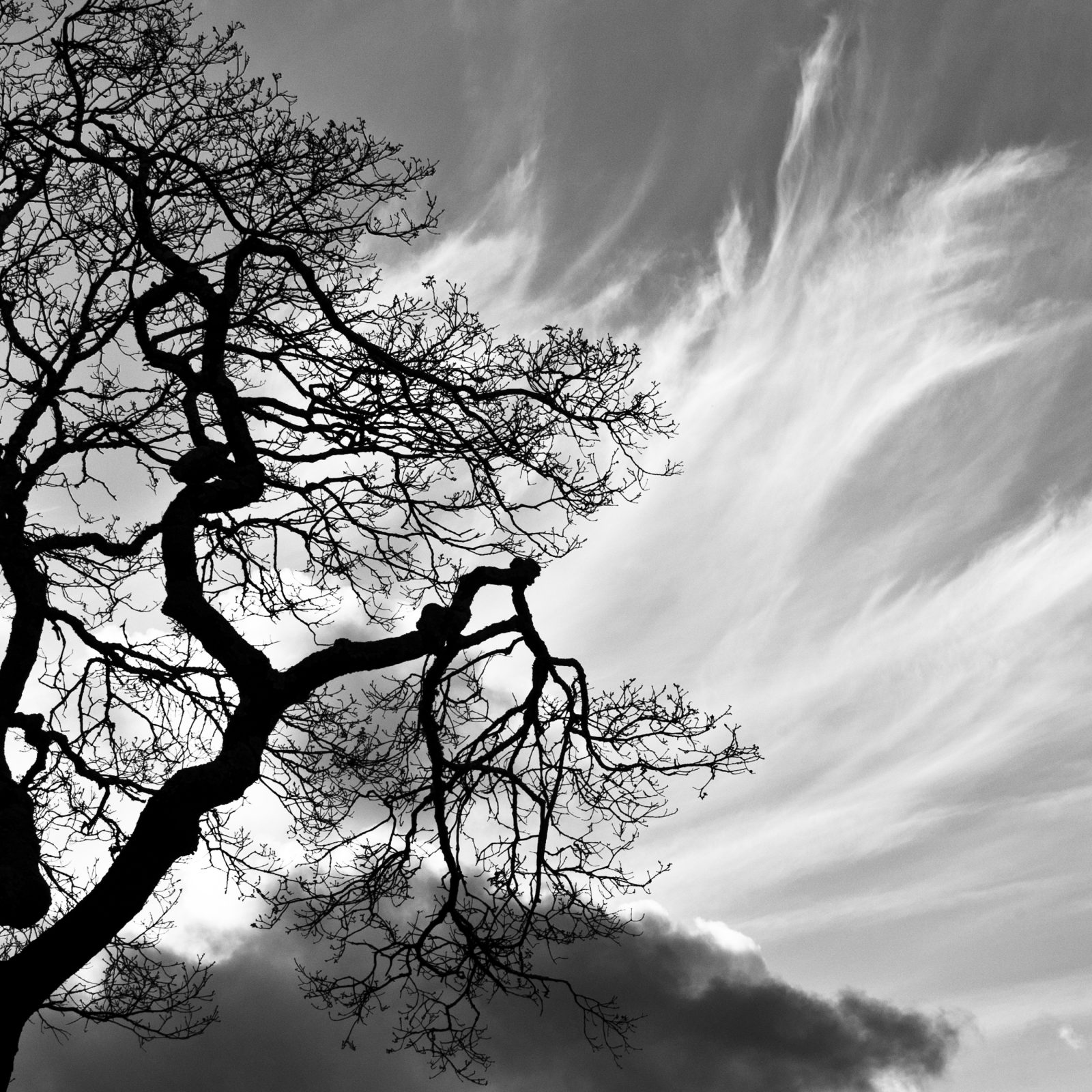 Oak Silhouette and Cloud Wisps