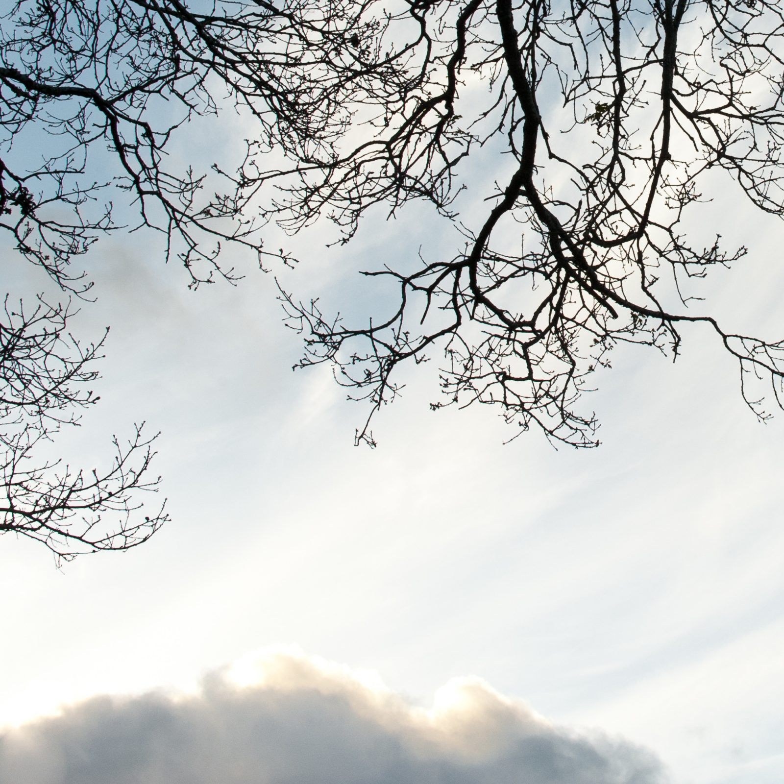 Branches in the Heavens