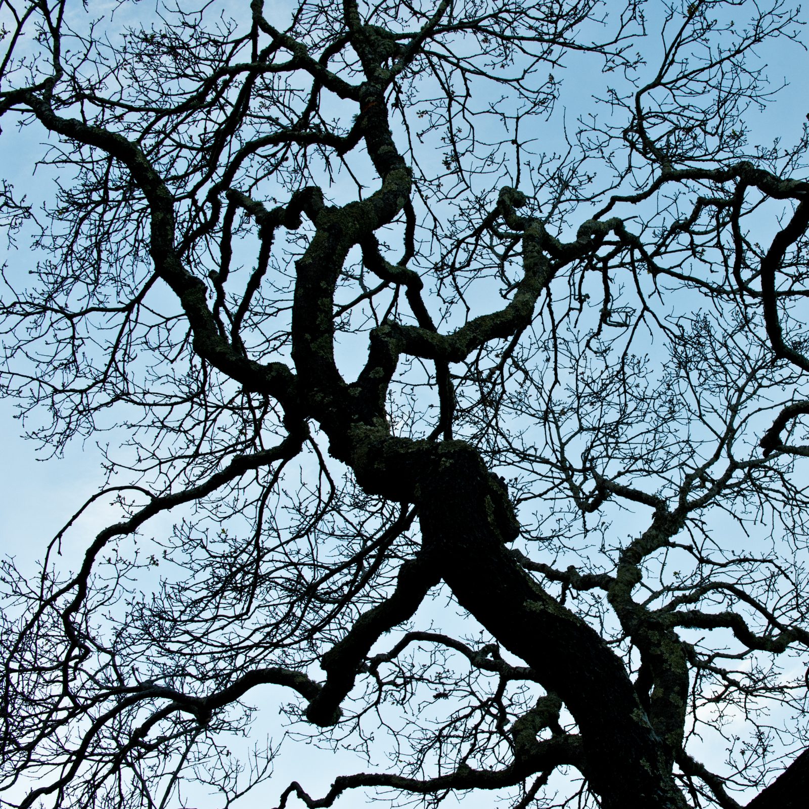 Ridgewood Oak Silhouette