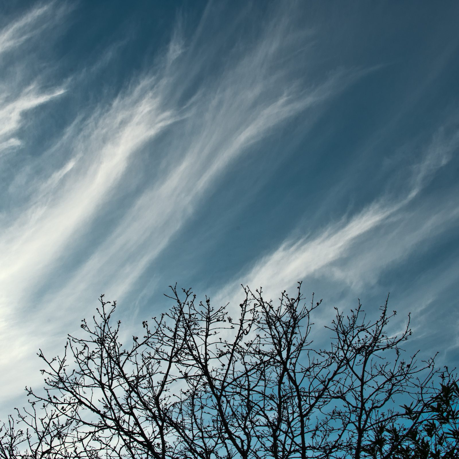 Branches with Cloud Wisps