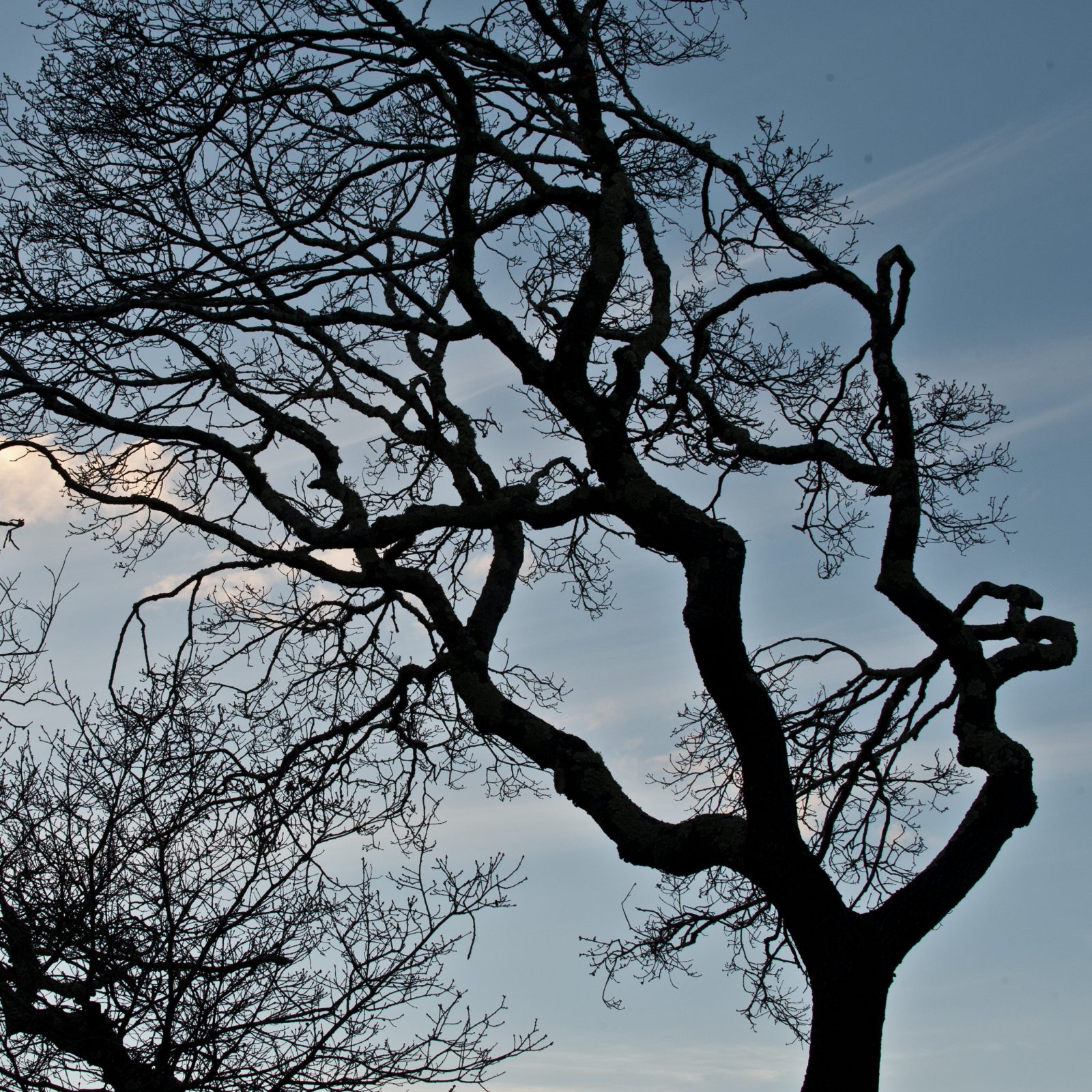 Branches Silhouette Series, 4