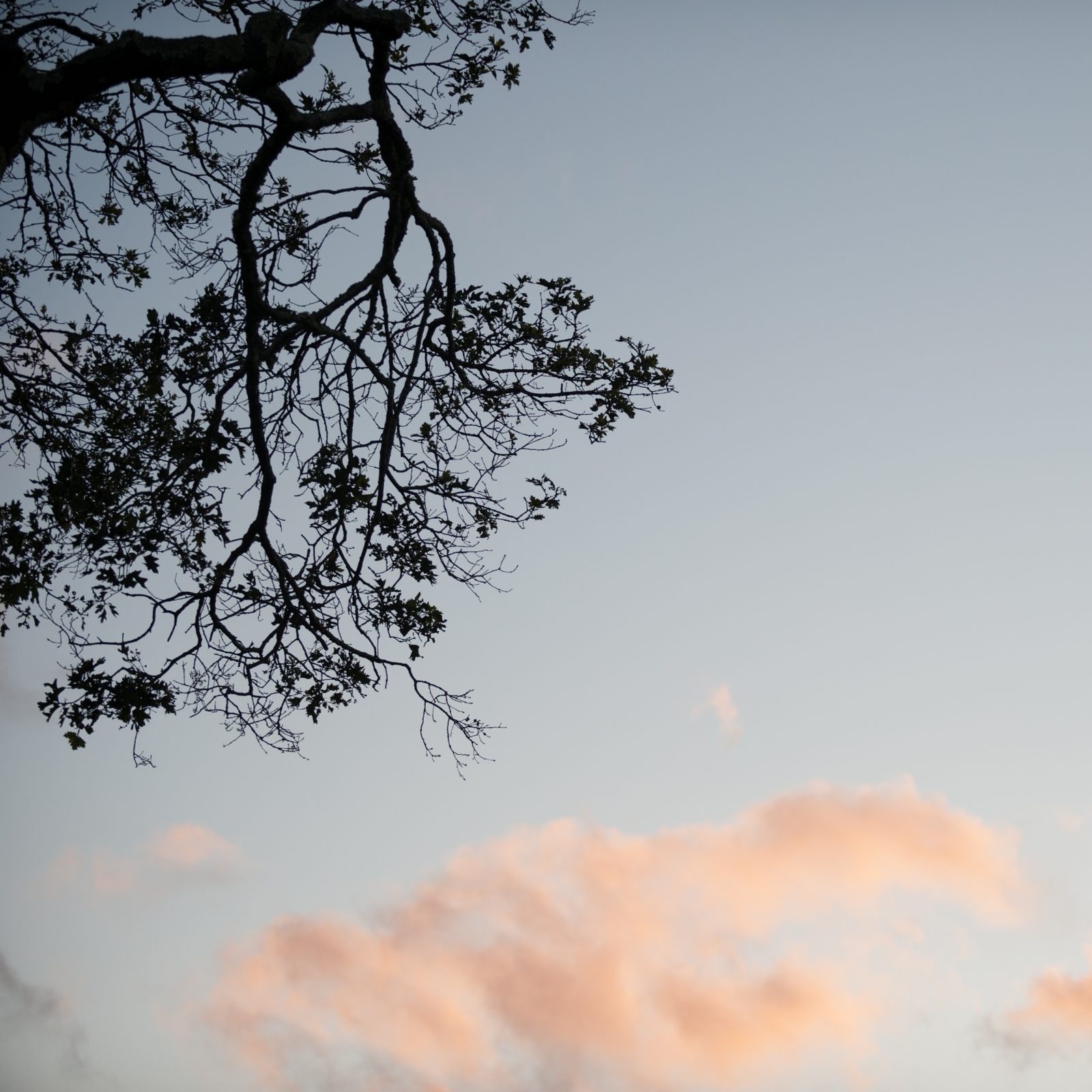 Oak Silhouette with Pink Clouds