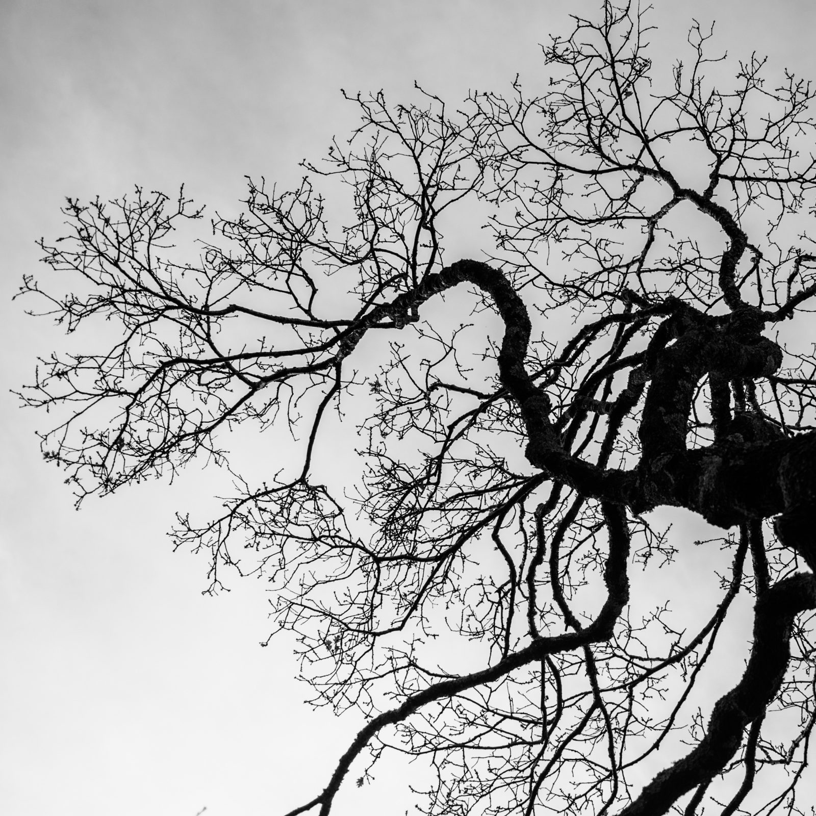 Winter Ridgewood Oak