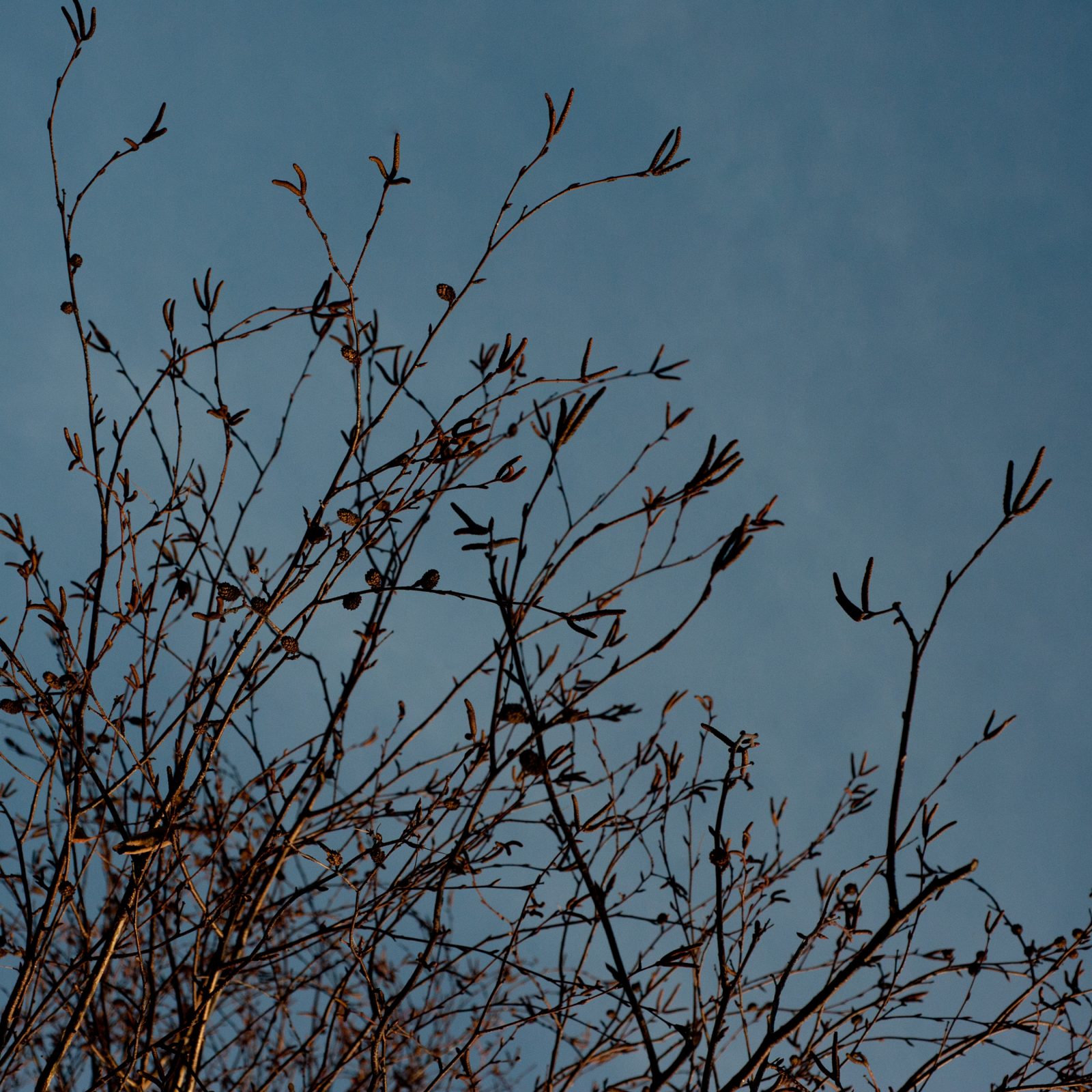 Sky Branches