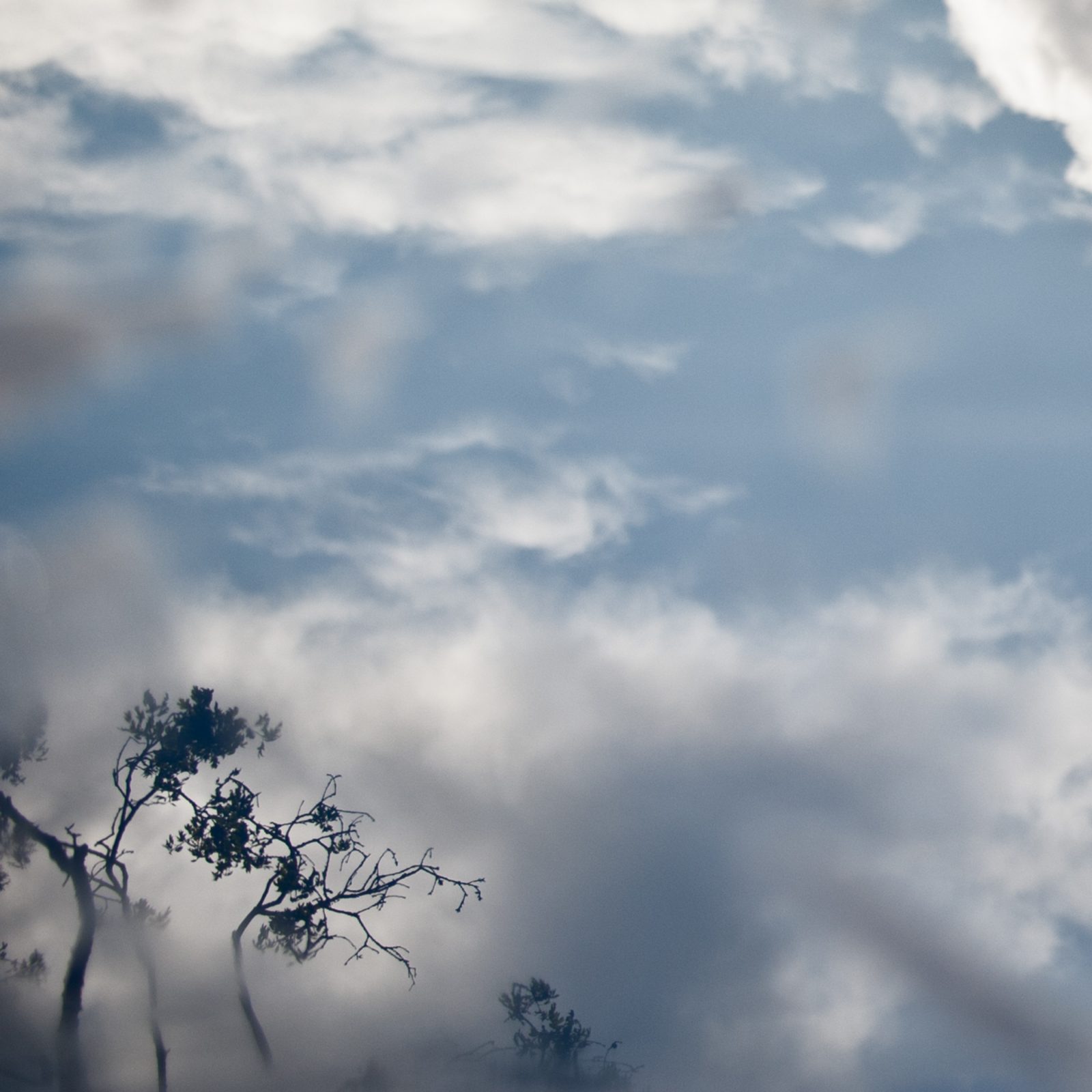 Branches in Clouds and Fog
