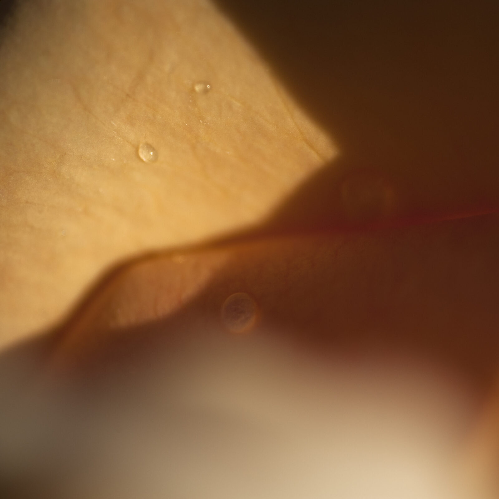 Abstract Peach Rose with Water Droplet