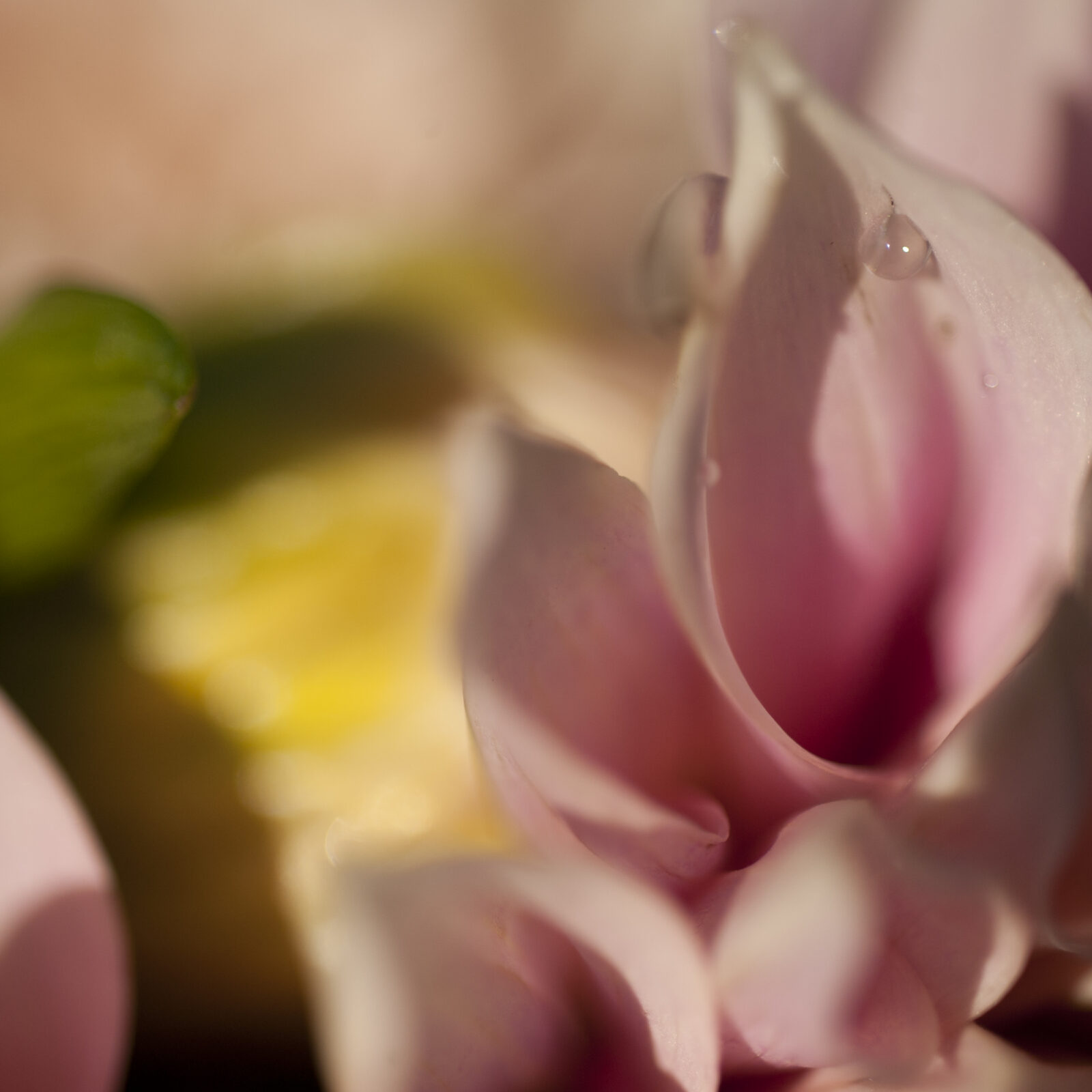 Pink Dahlia with Raindrop