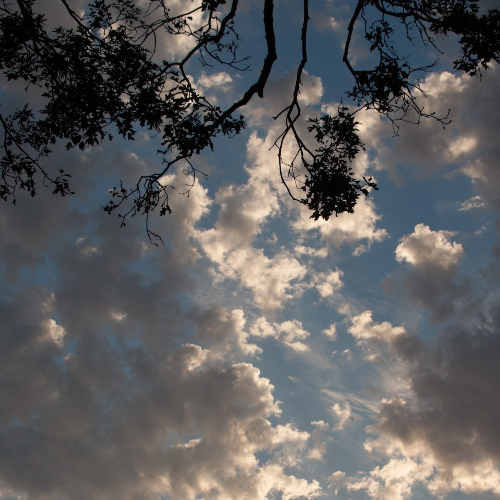 Branches and Clouds