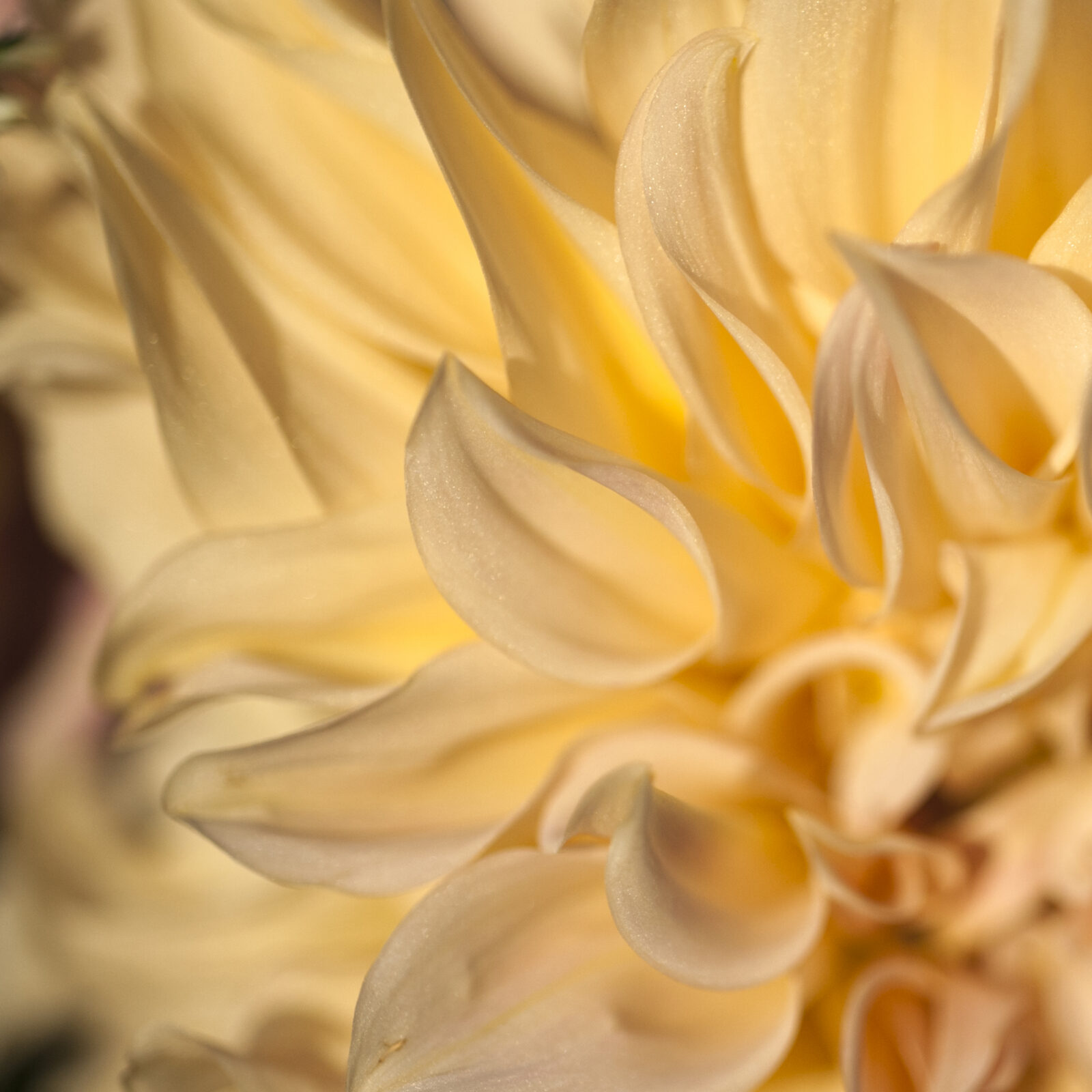Golden Dahlia