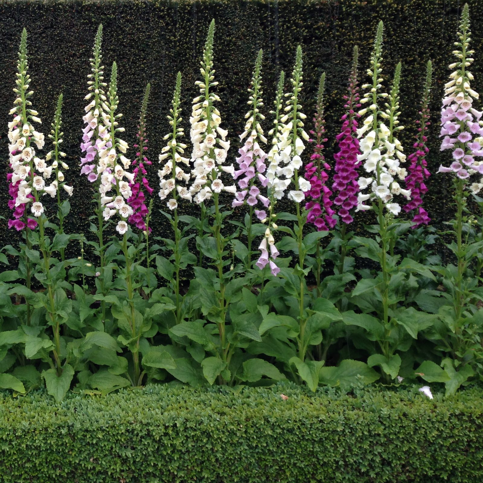Pink and White Foxglove