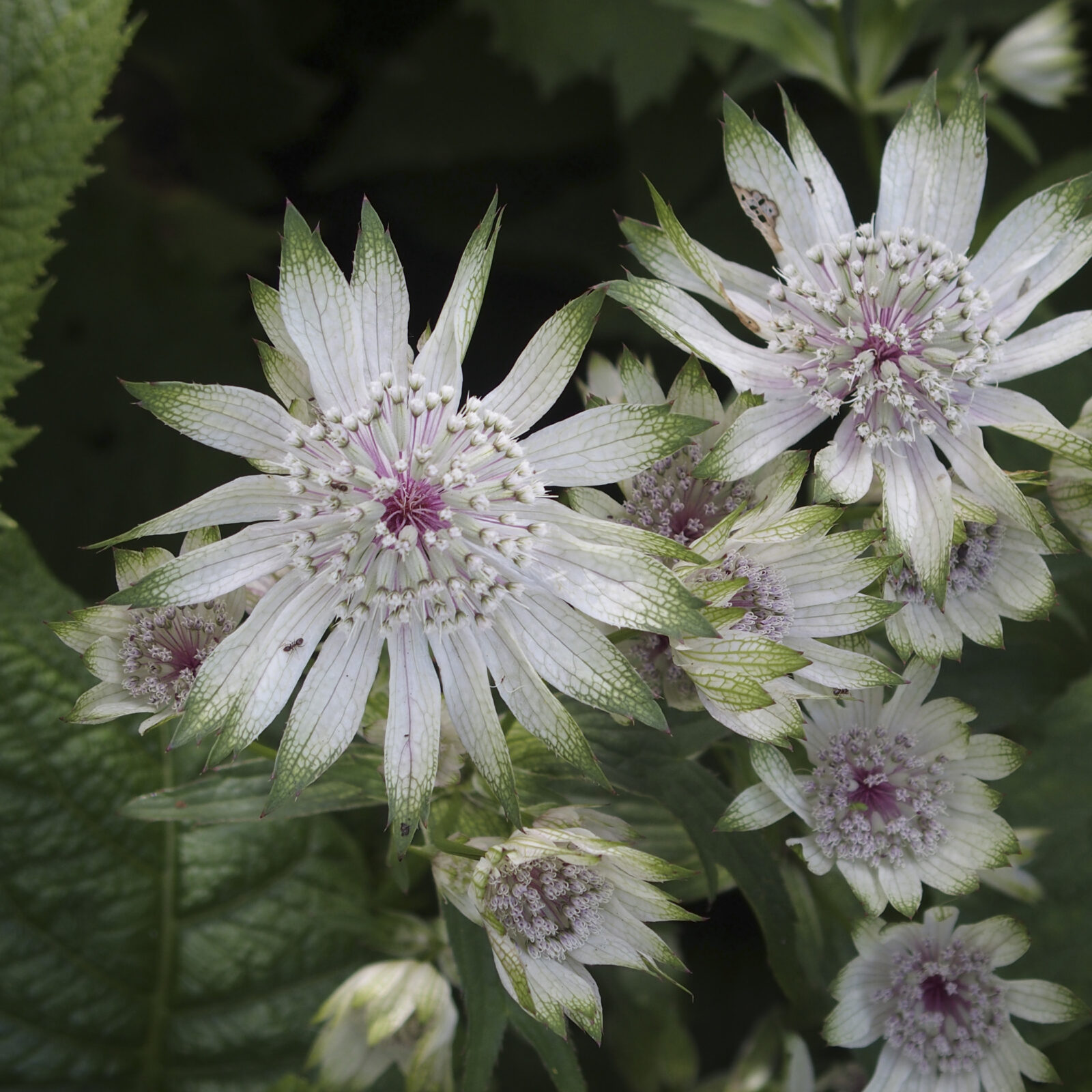 Astrantia