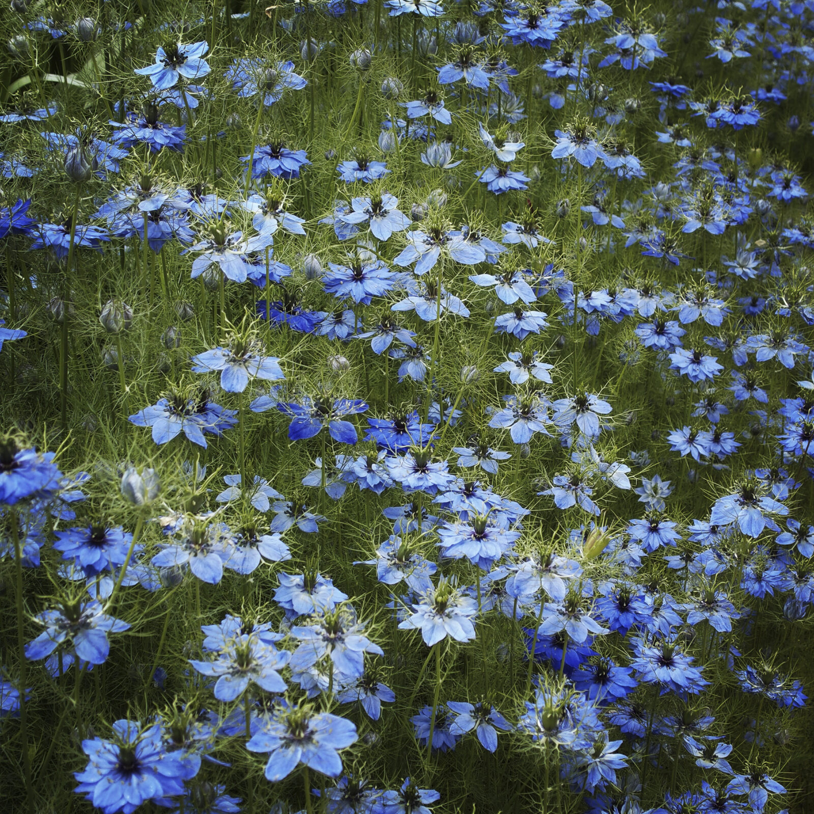 Field of Blue