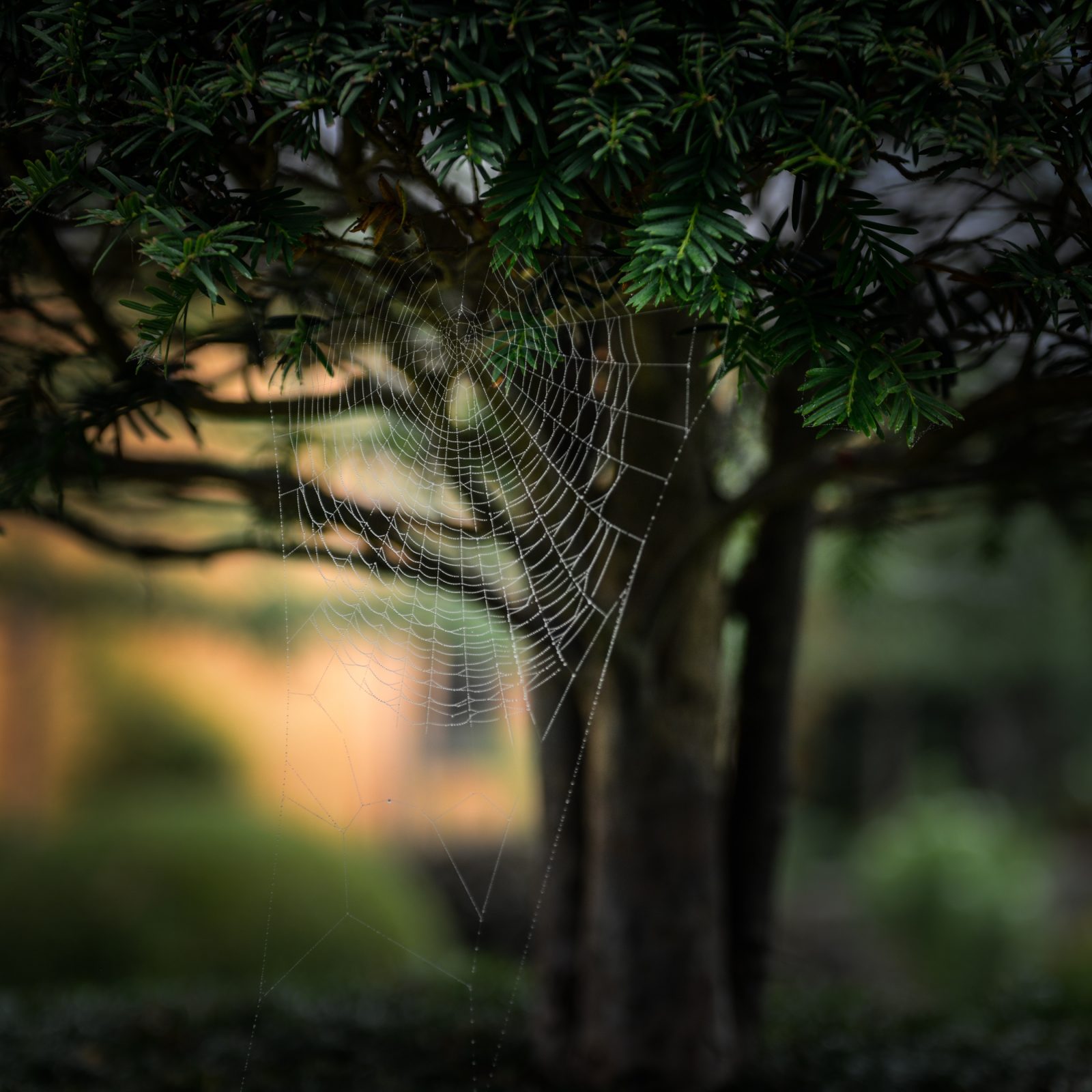 Spiderweb