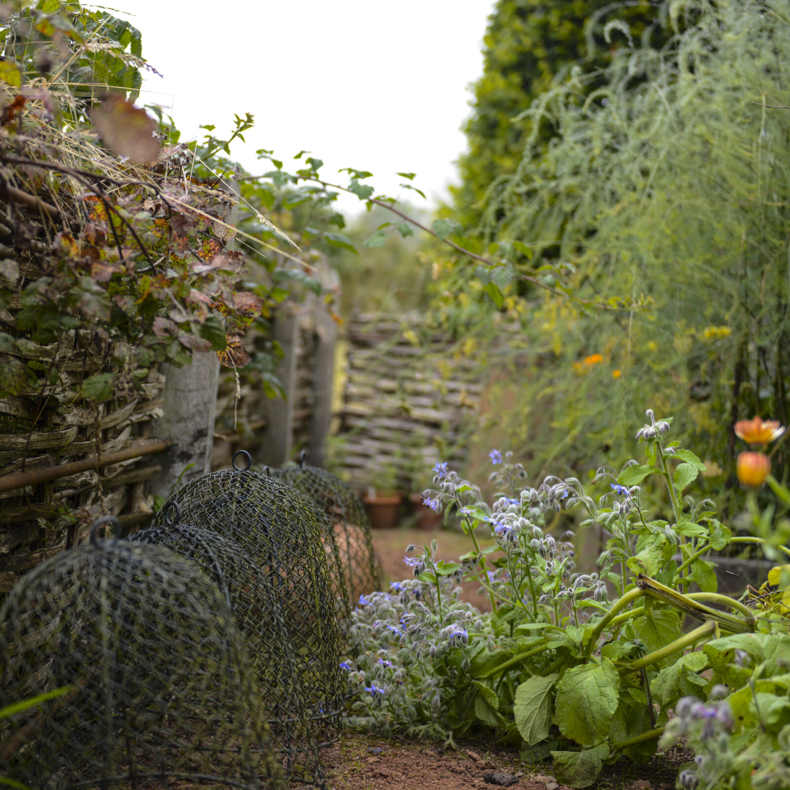 Arne’s Vegetable Garden (Not For Sale)