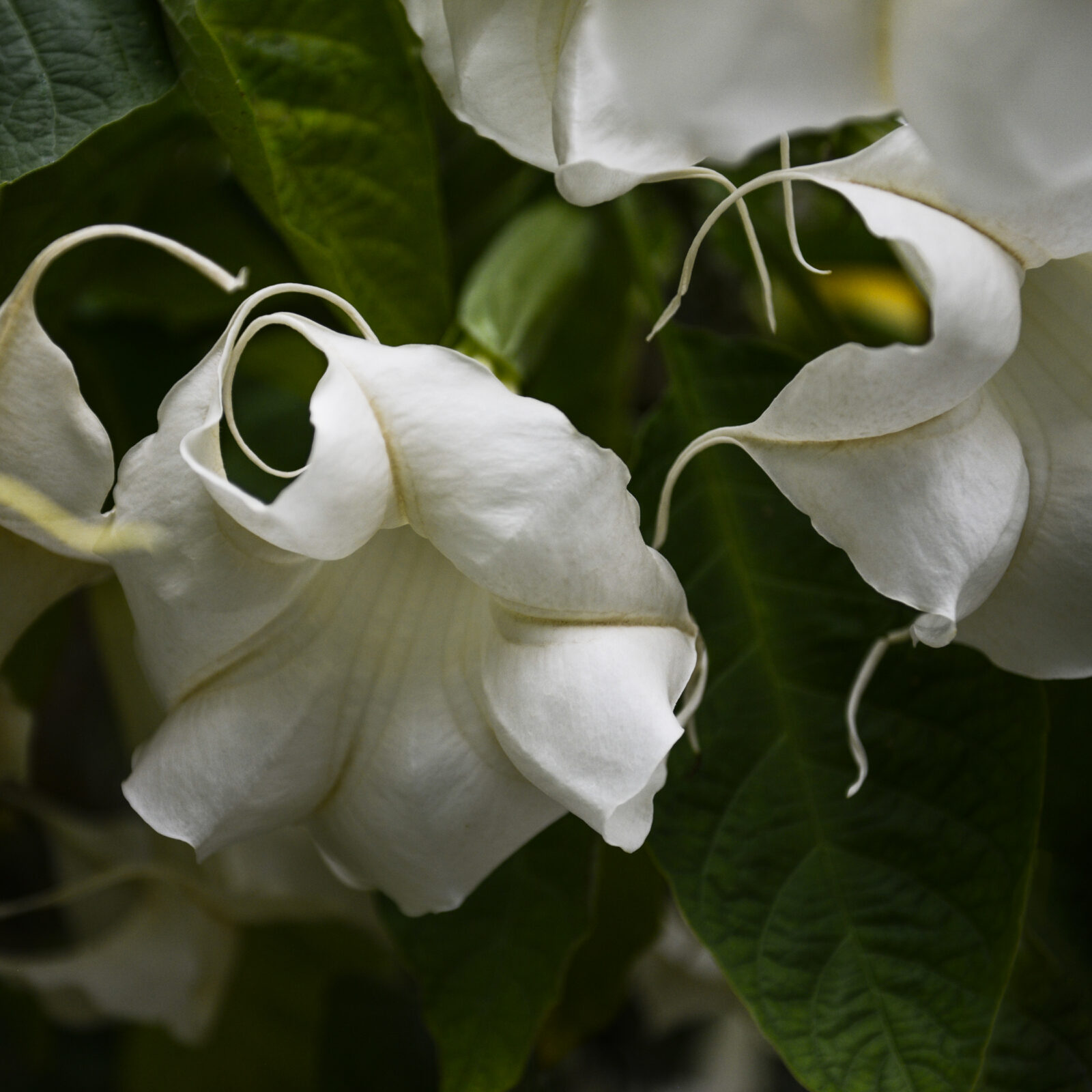 White Angel’s Trumpet