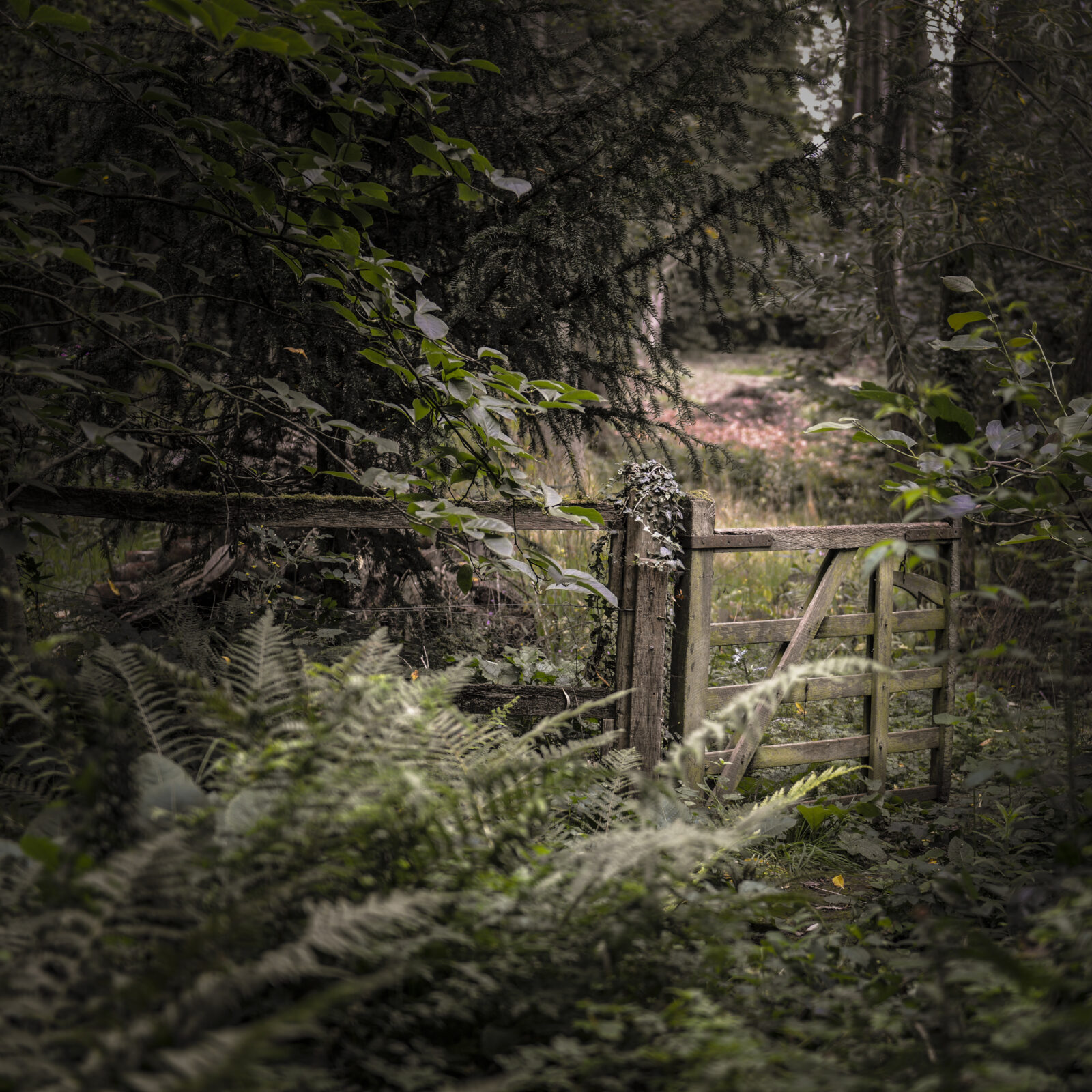 Wooded Gate