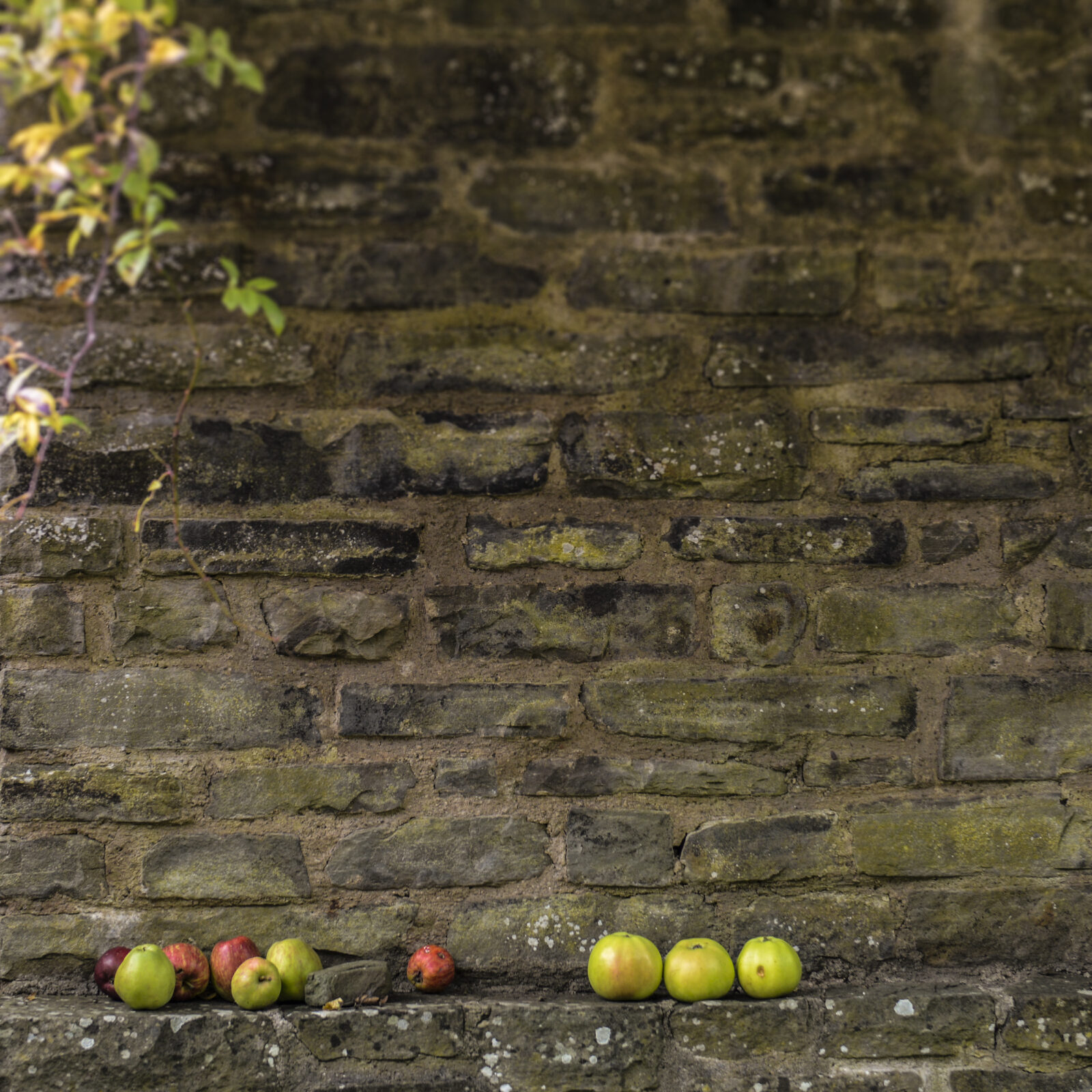 Apples on the Wall