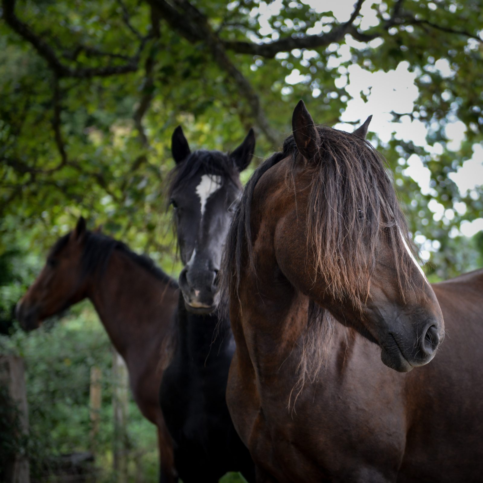 Three Horses, Wales