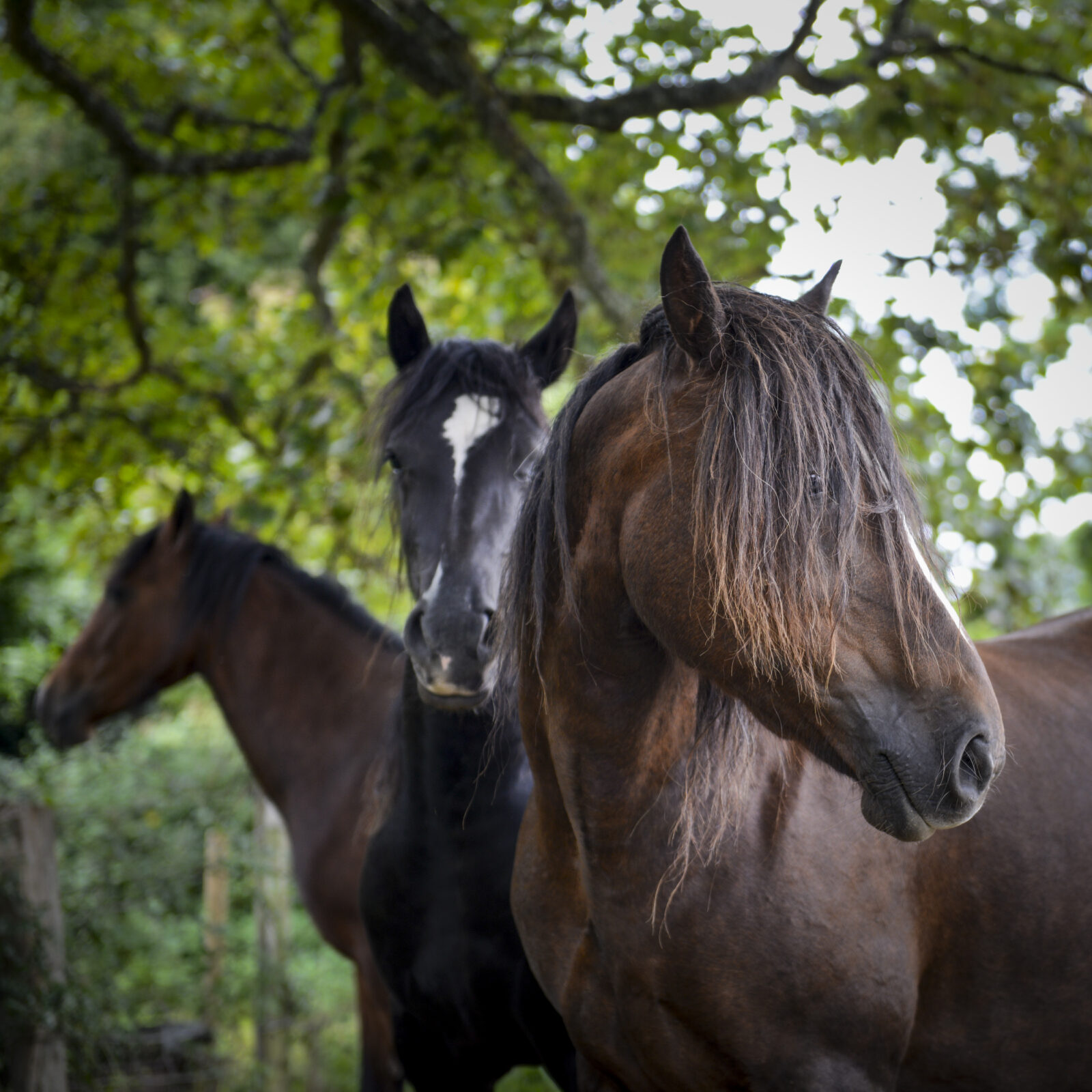 Three Horses, Wales