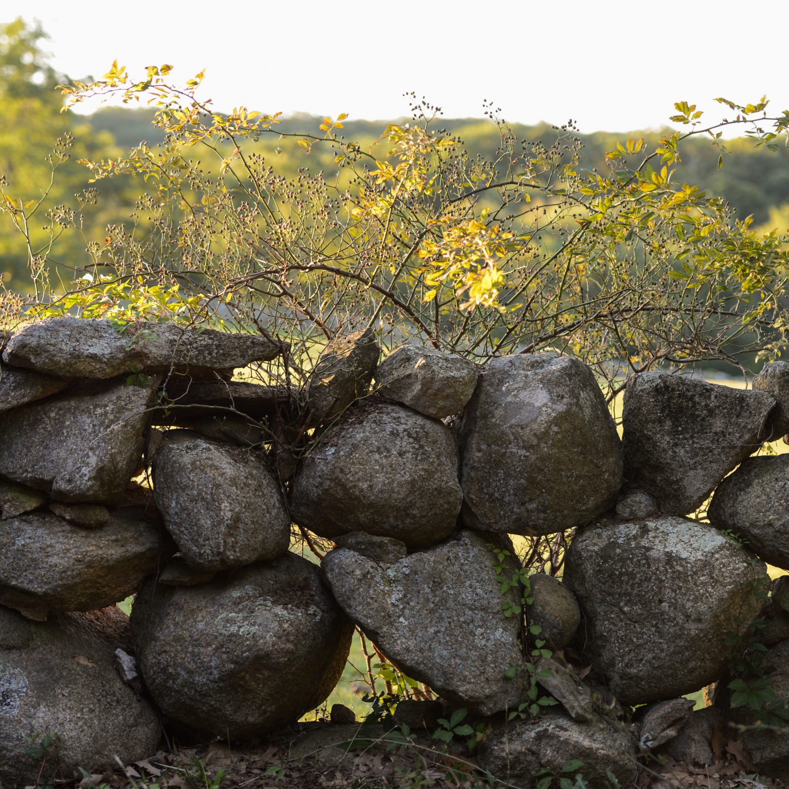 Chilmark Autumn Wall