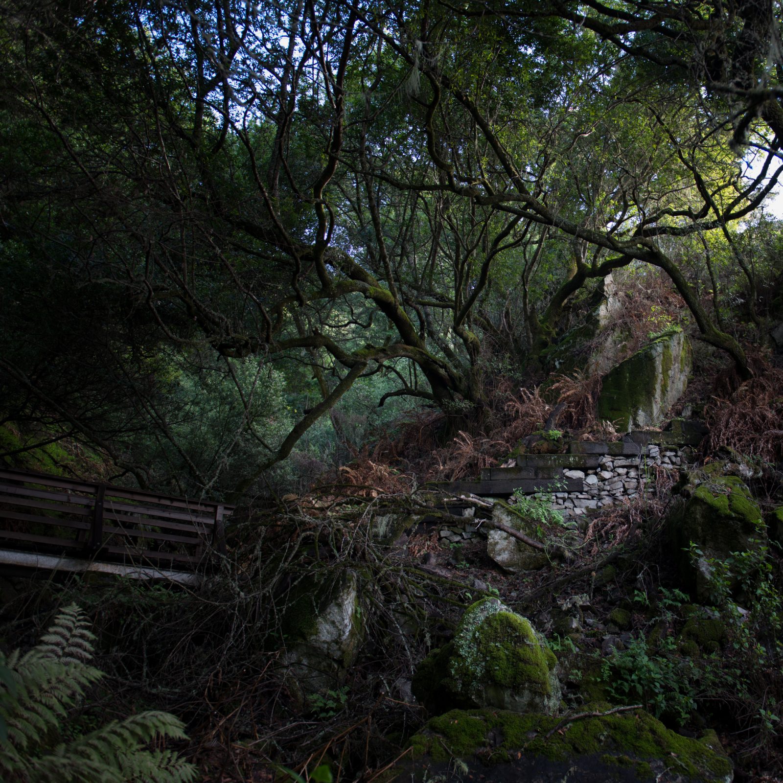 Matt Davis Trail Oaks and Steps