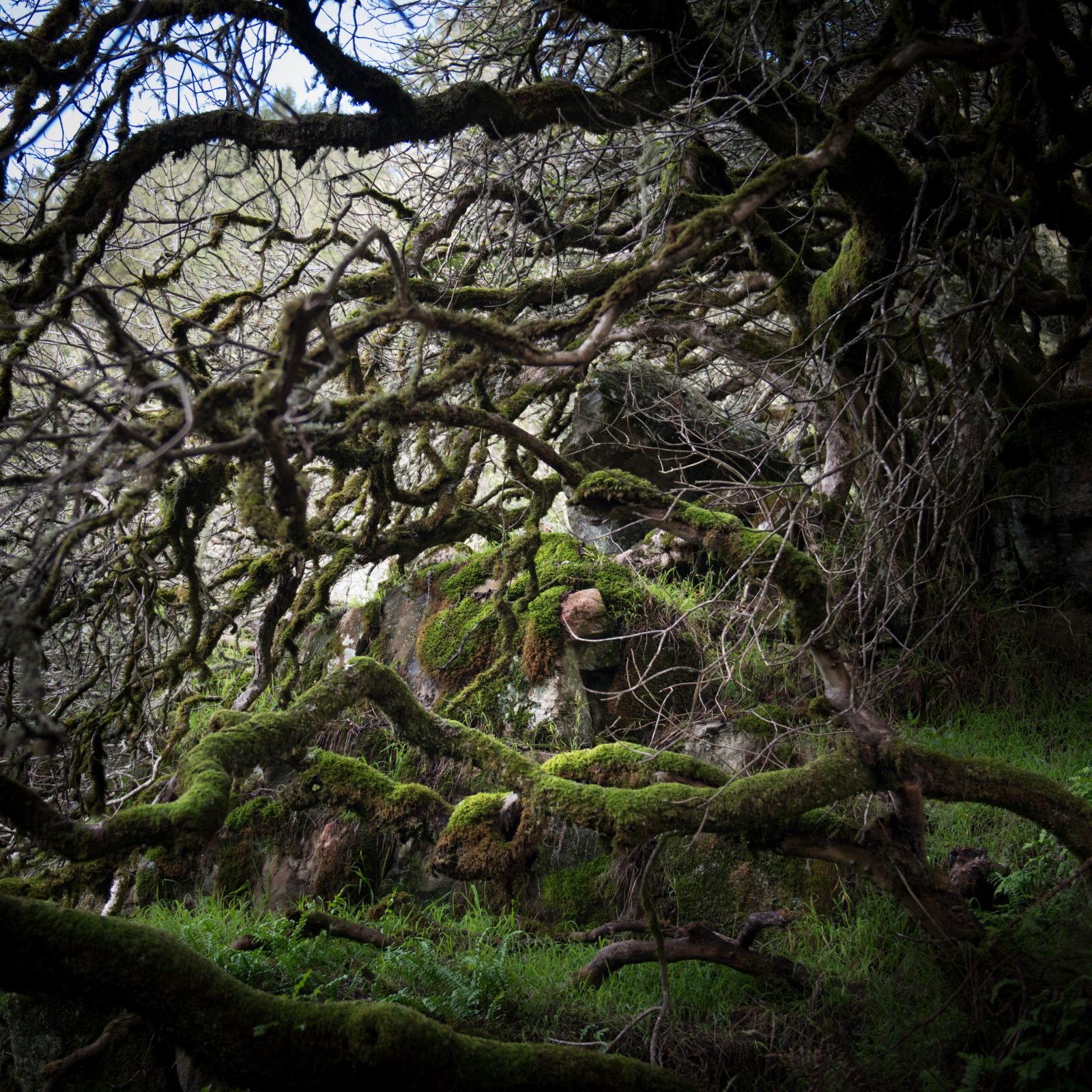 California Oak Series, Stinson, 1