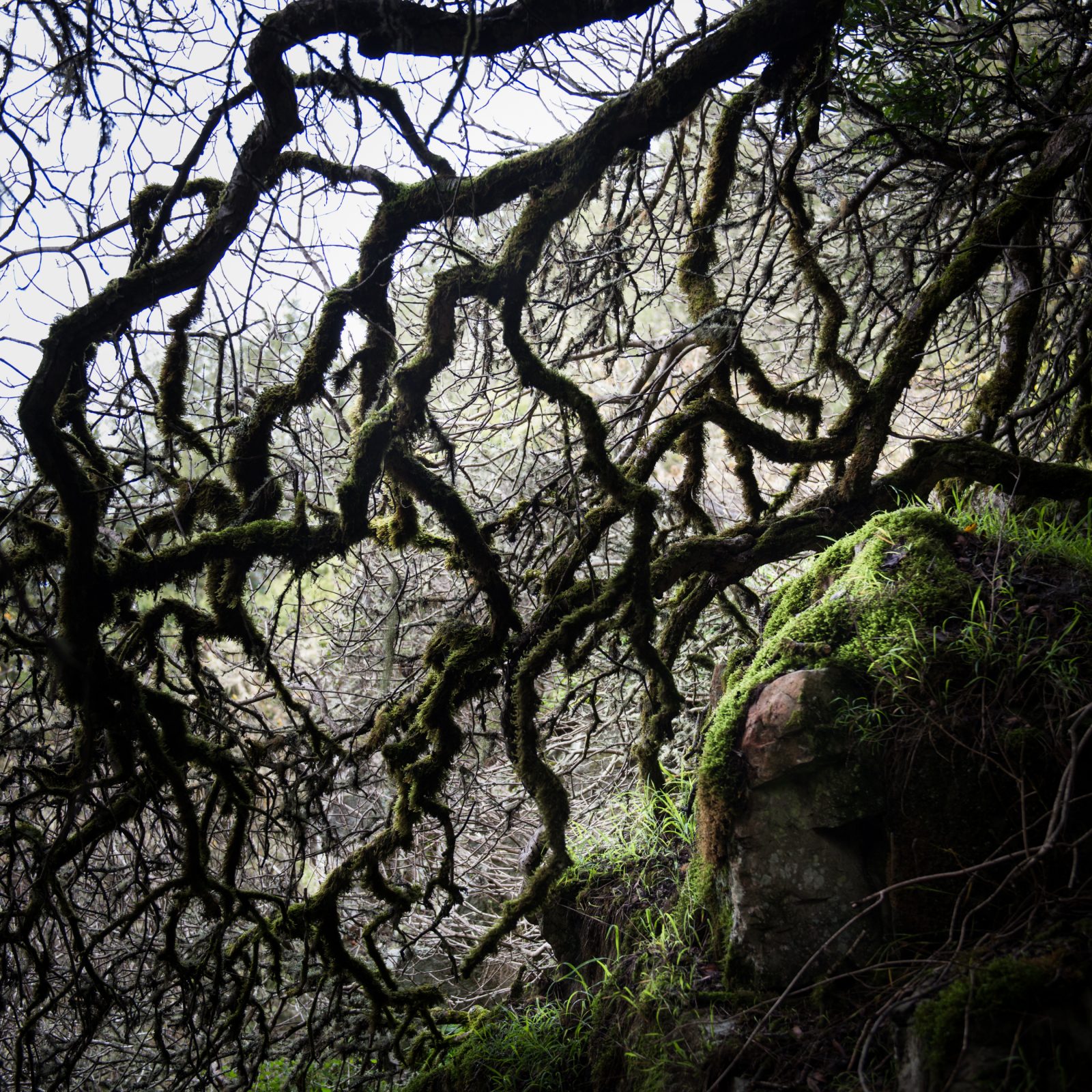 California Oak Series, Stinson, 3