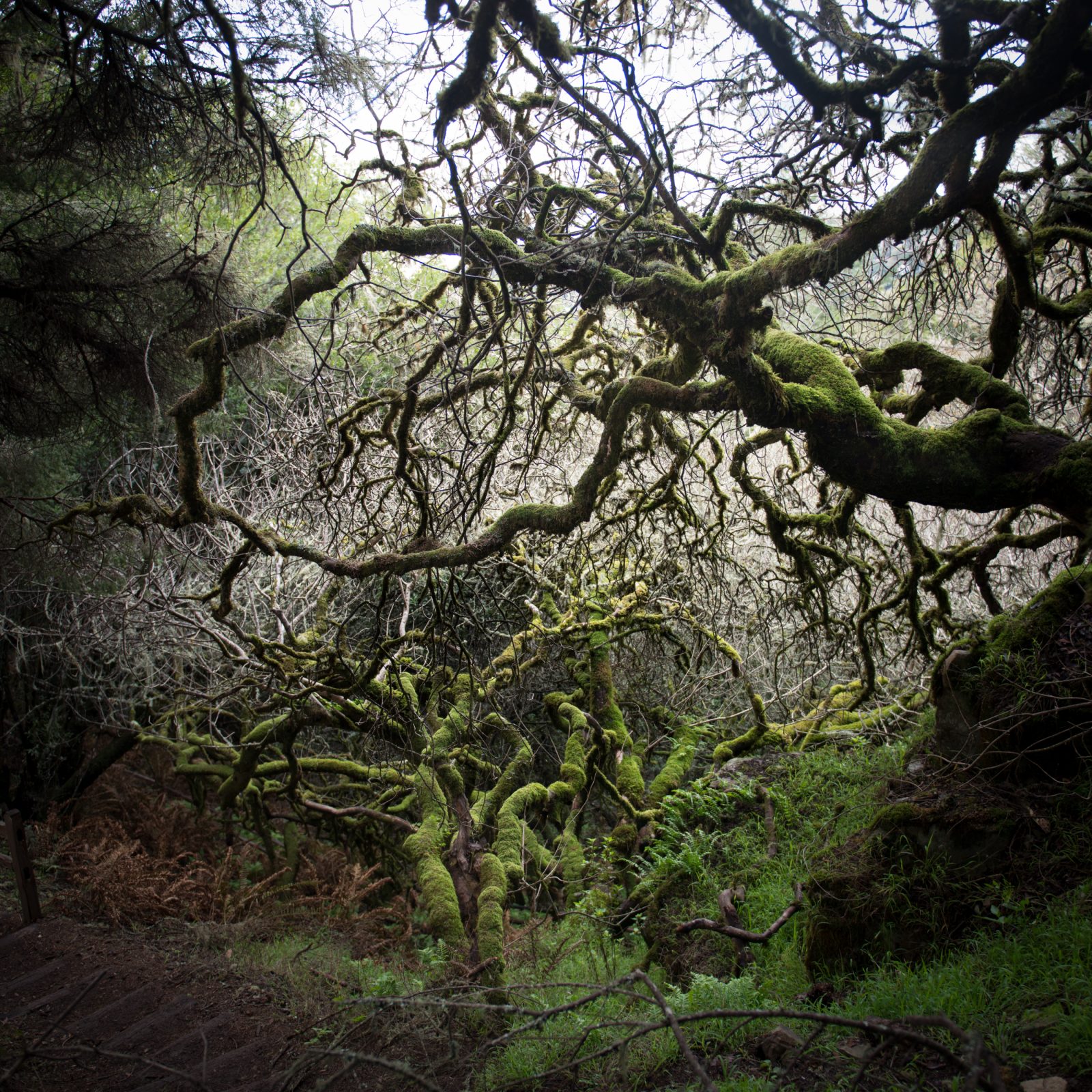 California Oak Series, Stinson, 2