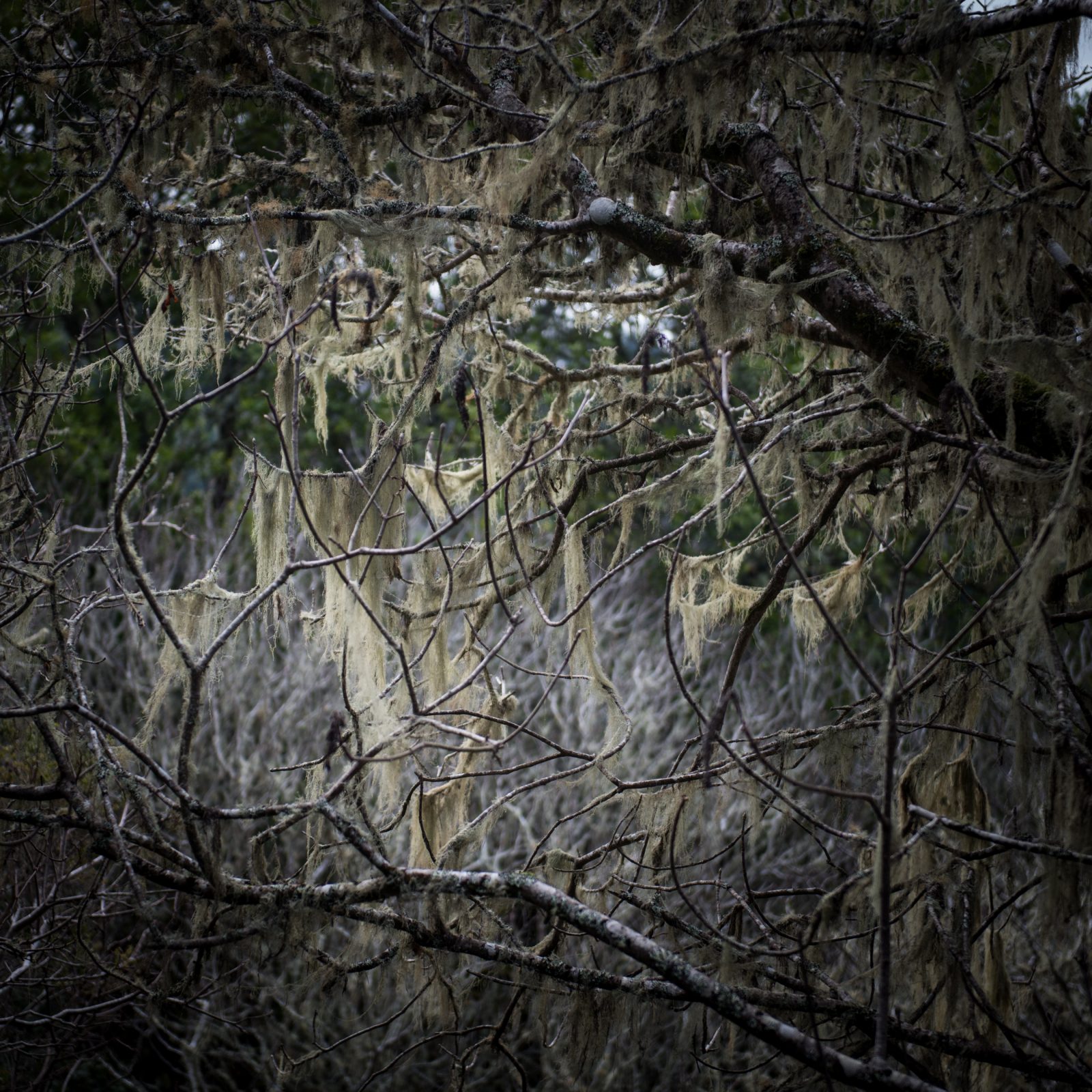 California Oak Series, Stinson, 4