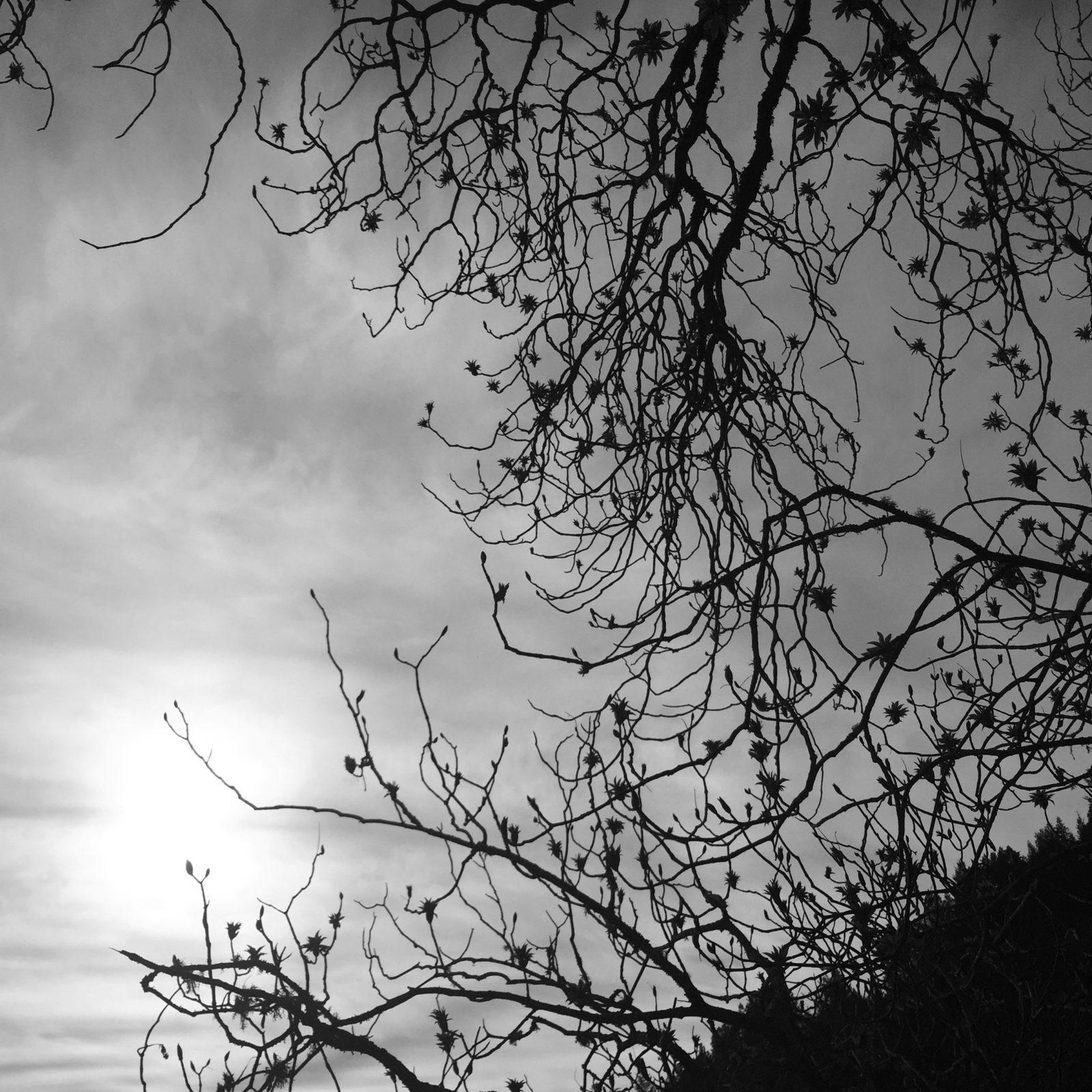 Branches at Twilight