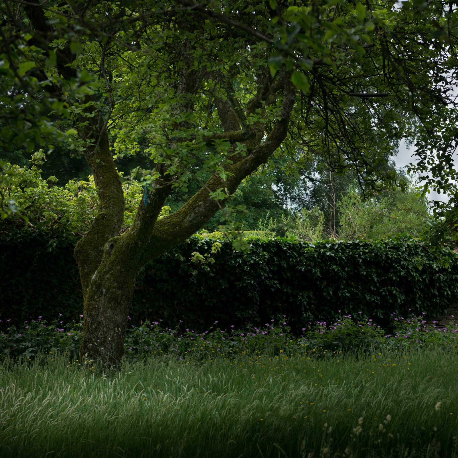 Tetbury Meadow, Wall and Tree