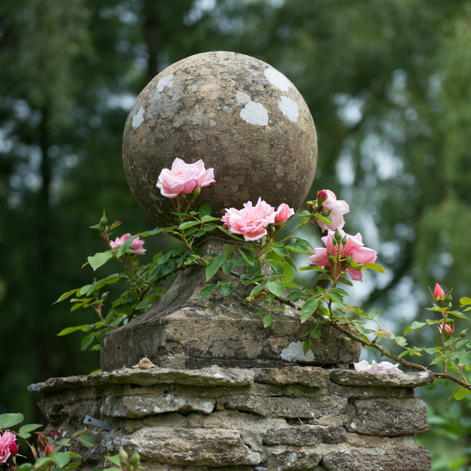 Climbing New Dawn Roses