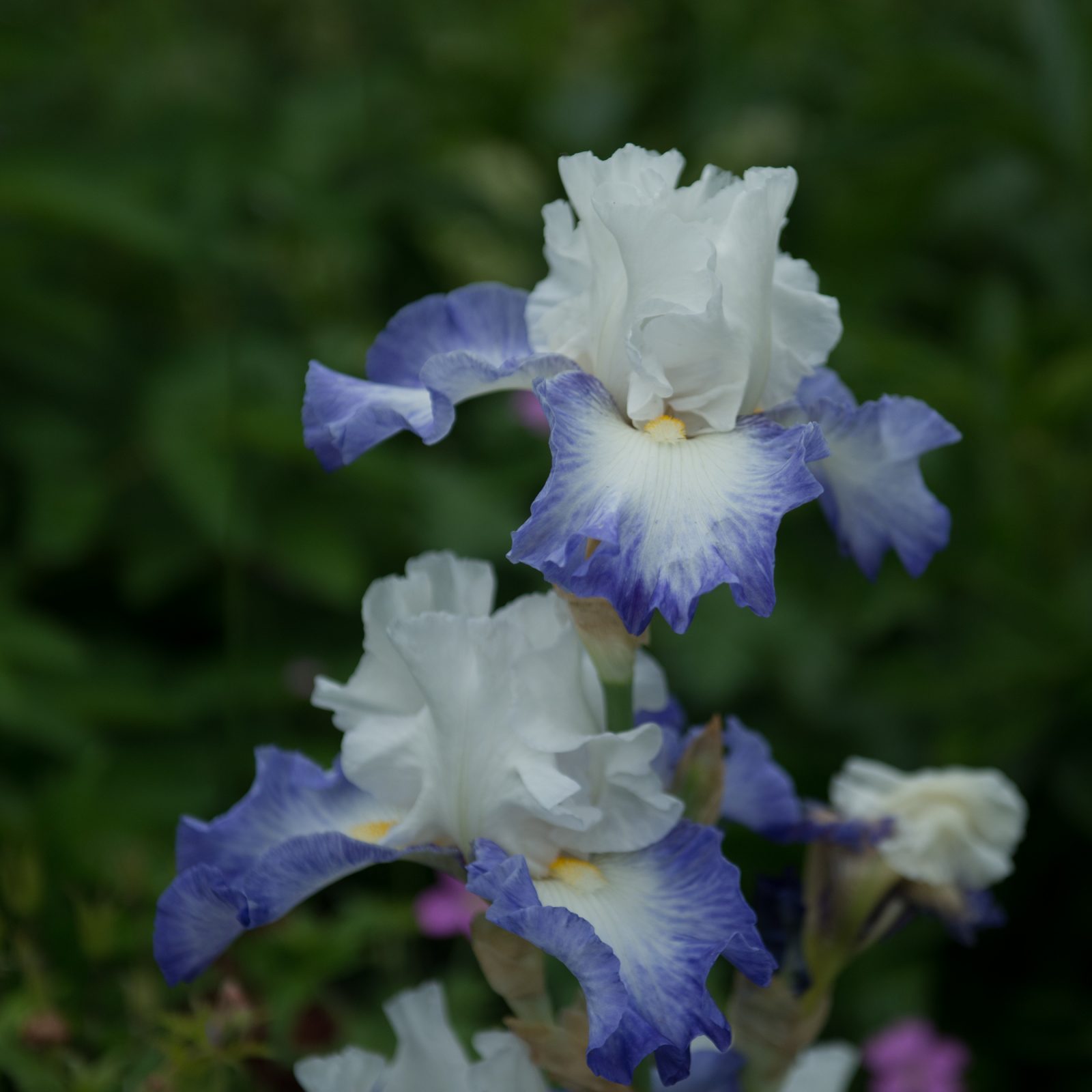 Bouncing Blue Iris