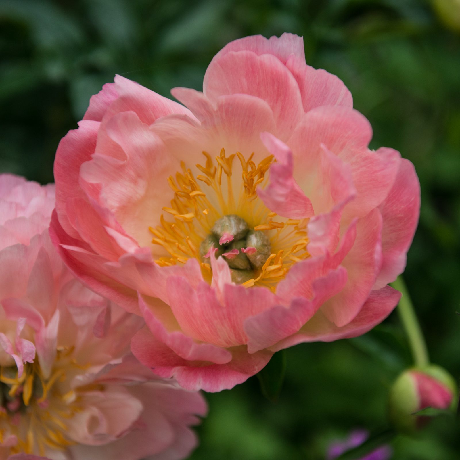 Iceland Poppy – Champagne Bubbles, 1