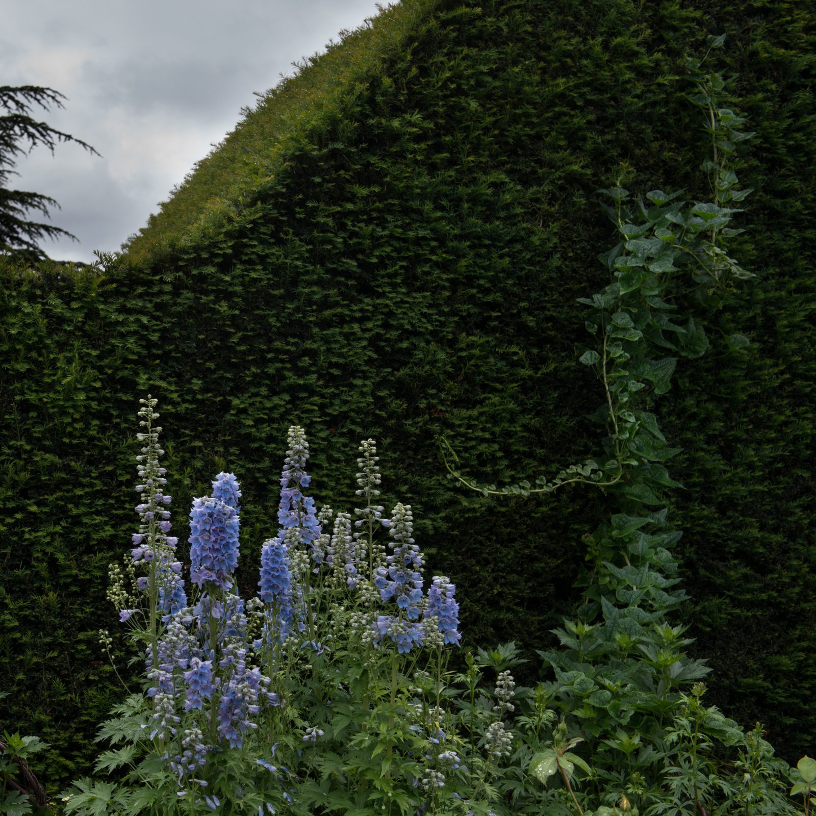 Delphinium and Yew Hedge