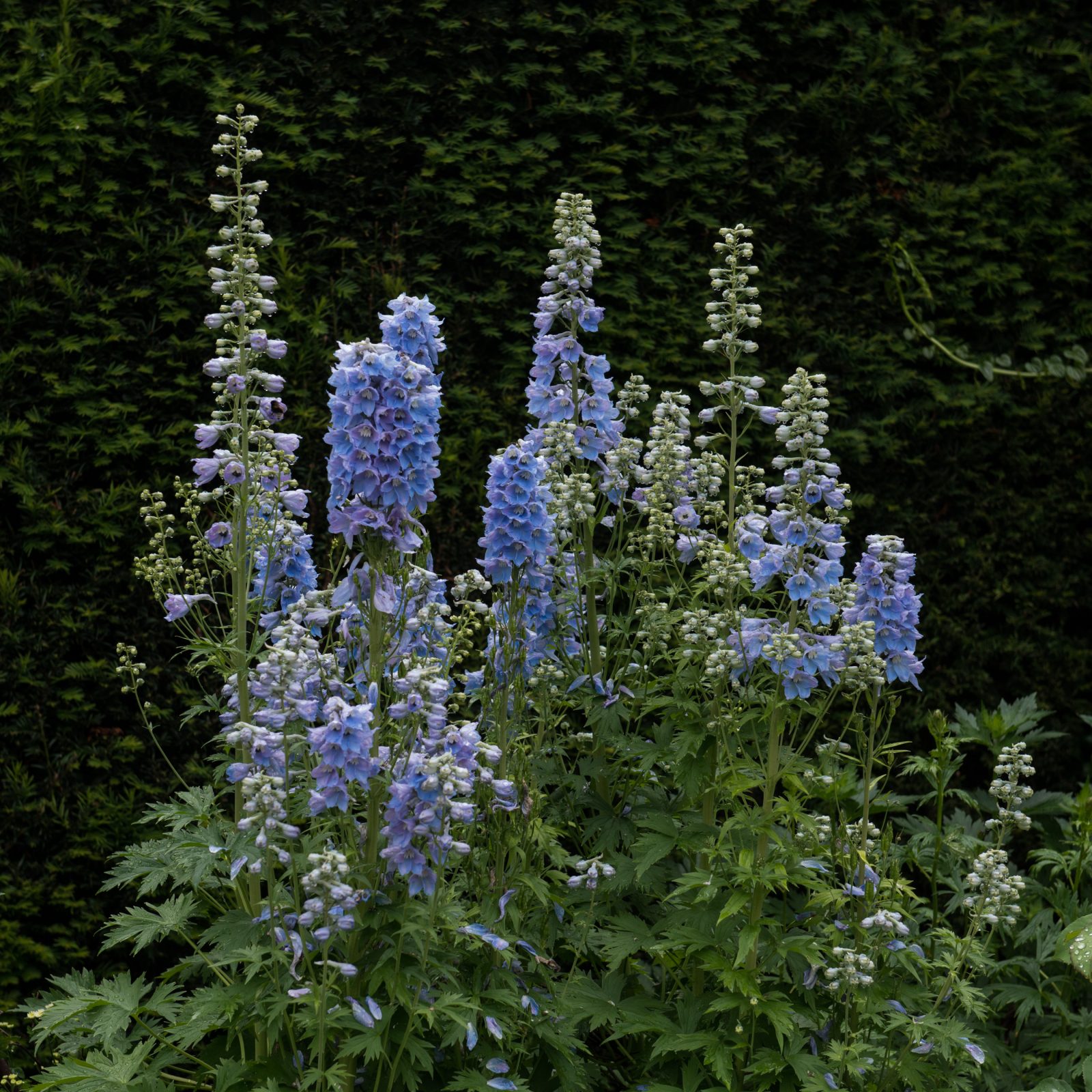 Blue Delphinium
