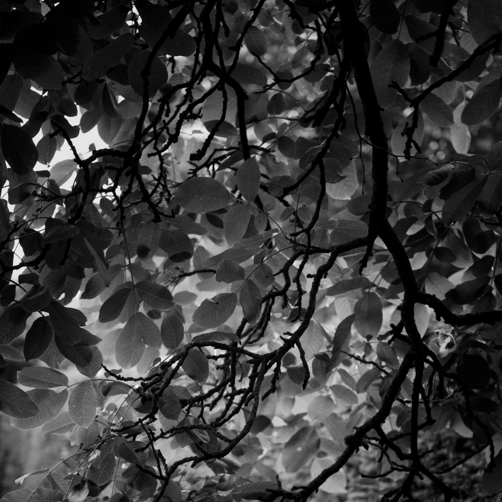 Branches and Leaves
