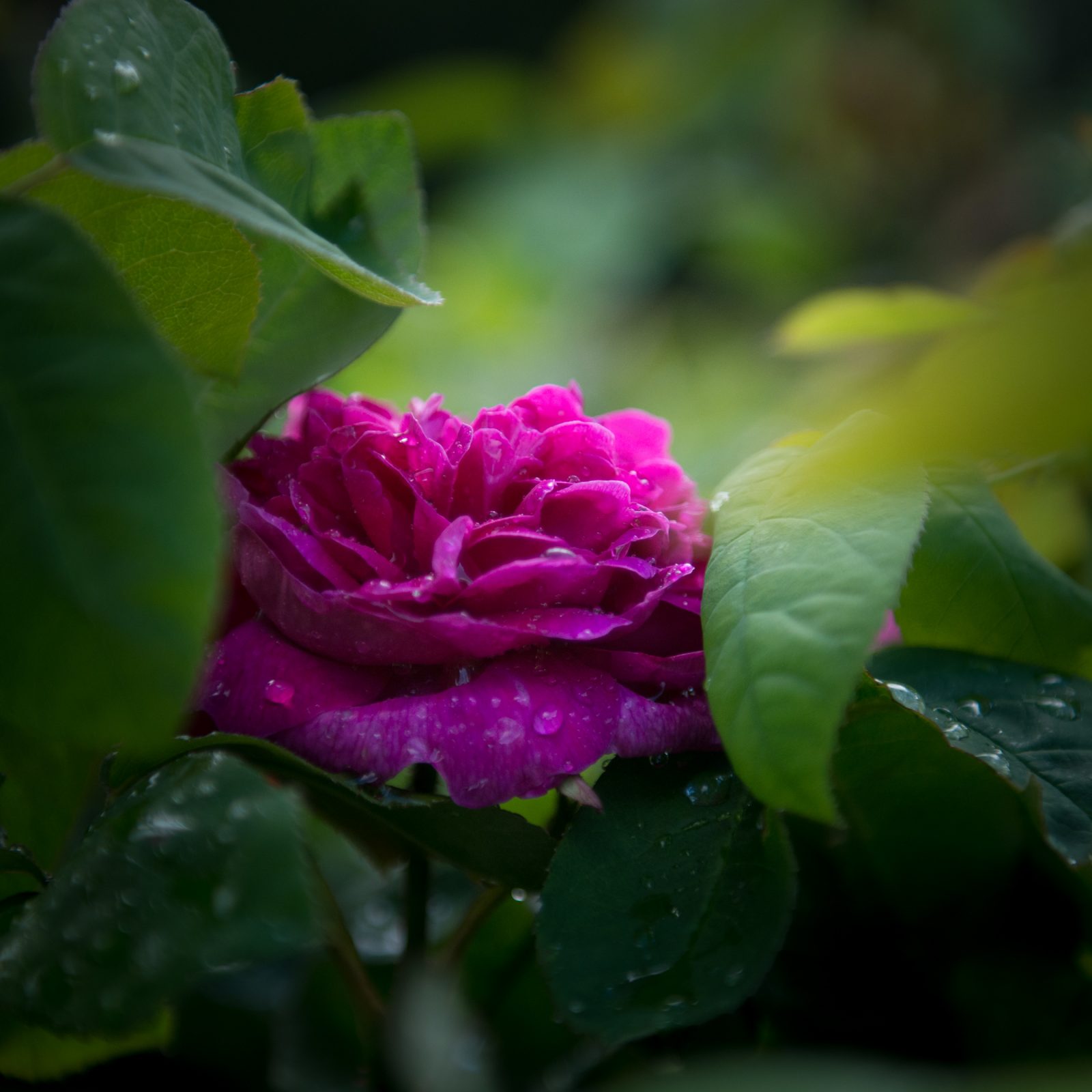 Morning Magenta rose