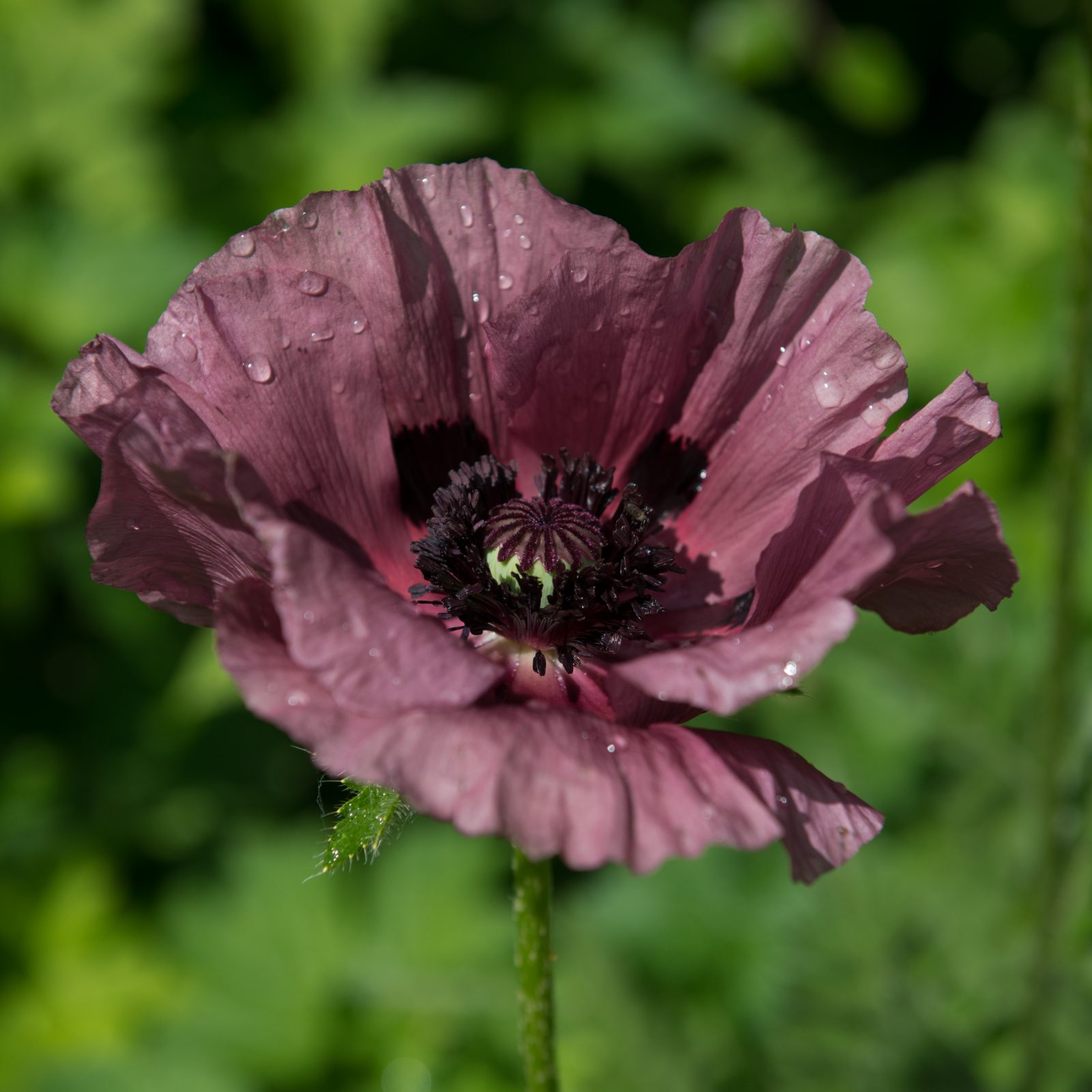 Plum Poppy