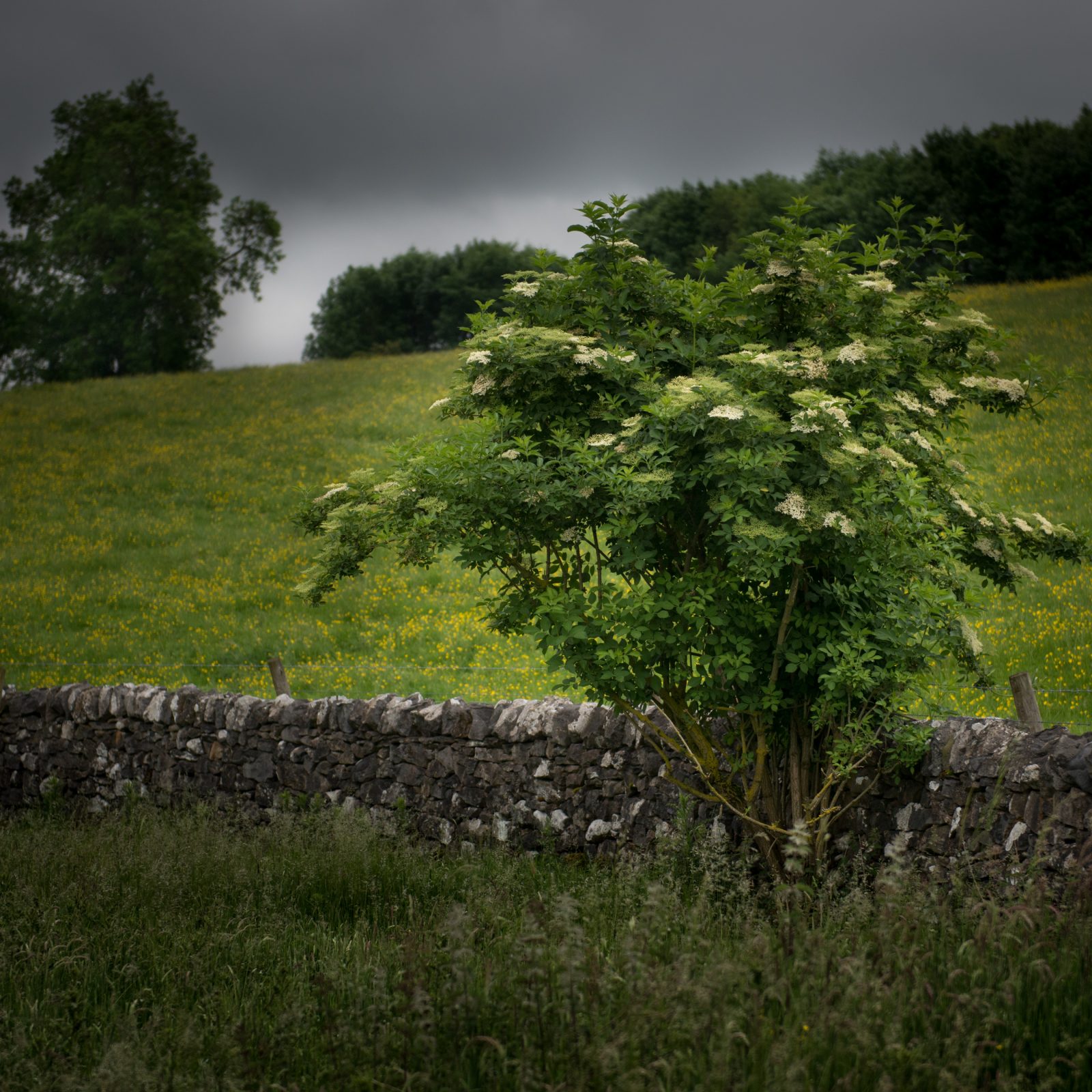 Meadow Wall Near Hadden Hall