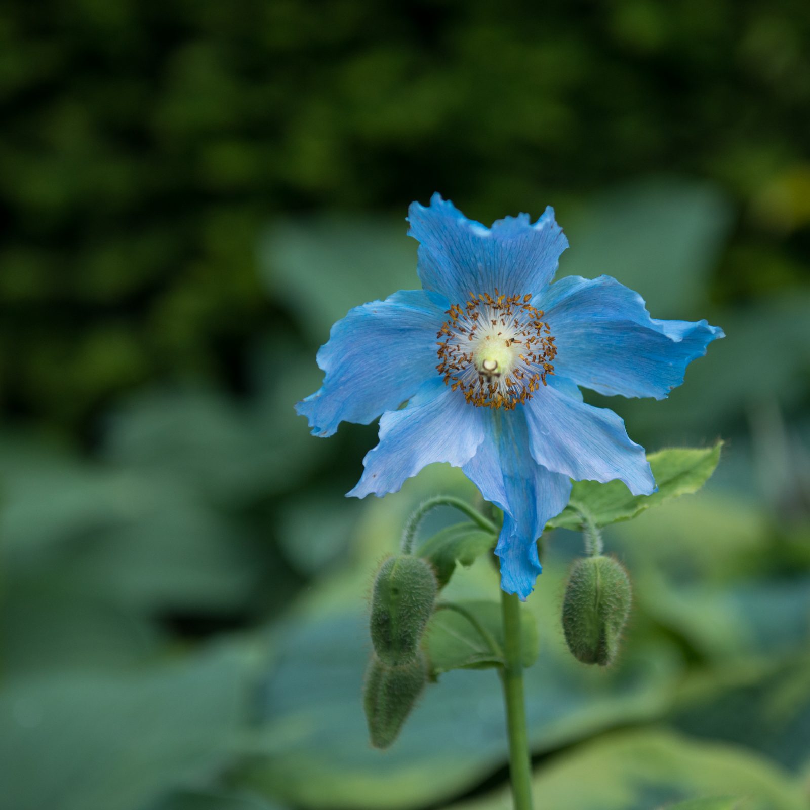 Himalayan Blue Poppy