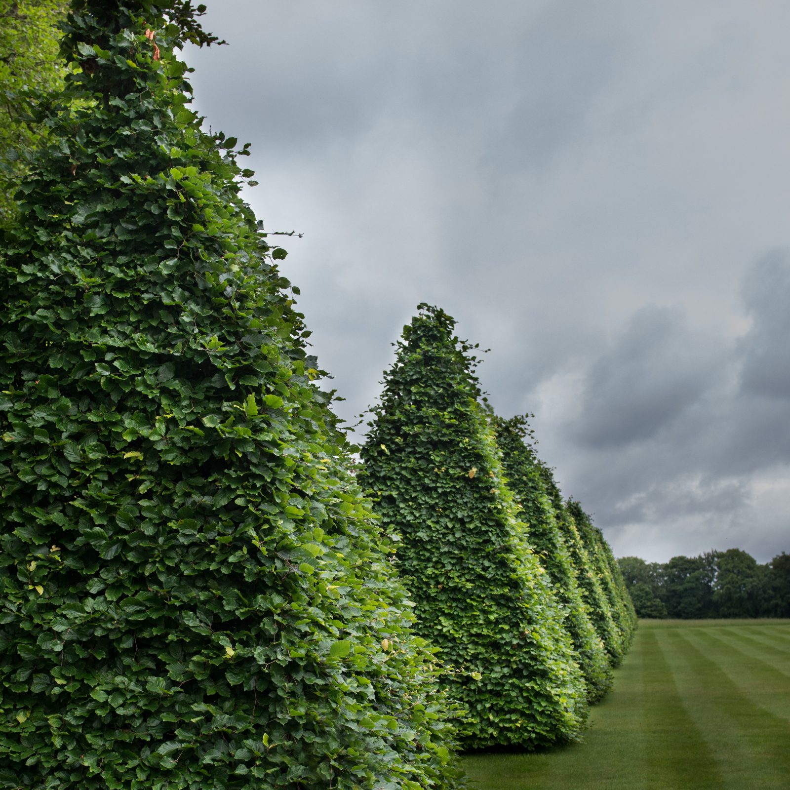 Topiary Series, 2